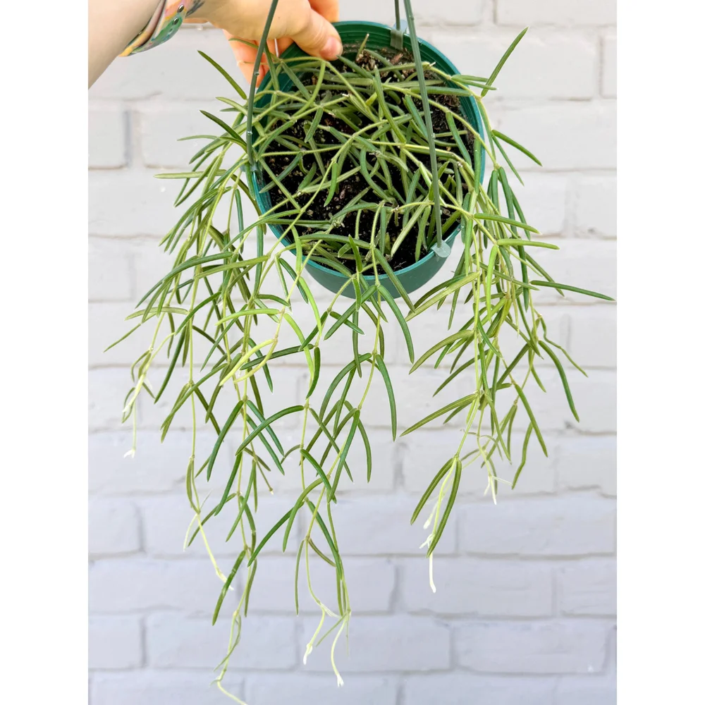 Hoya Linearis 4