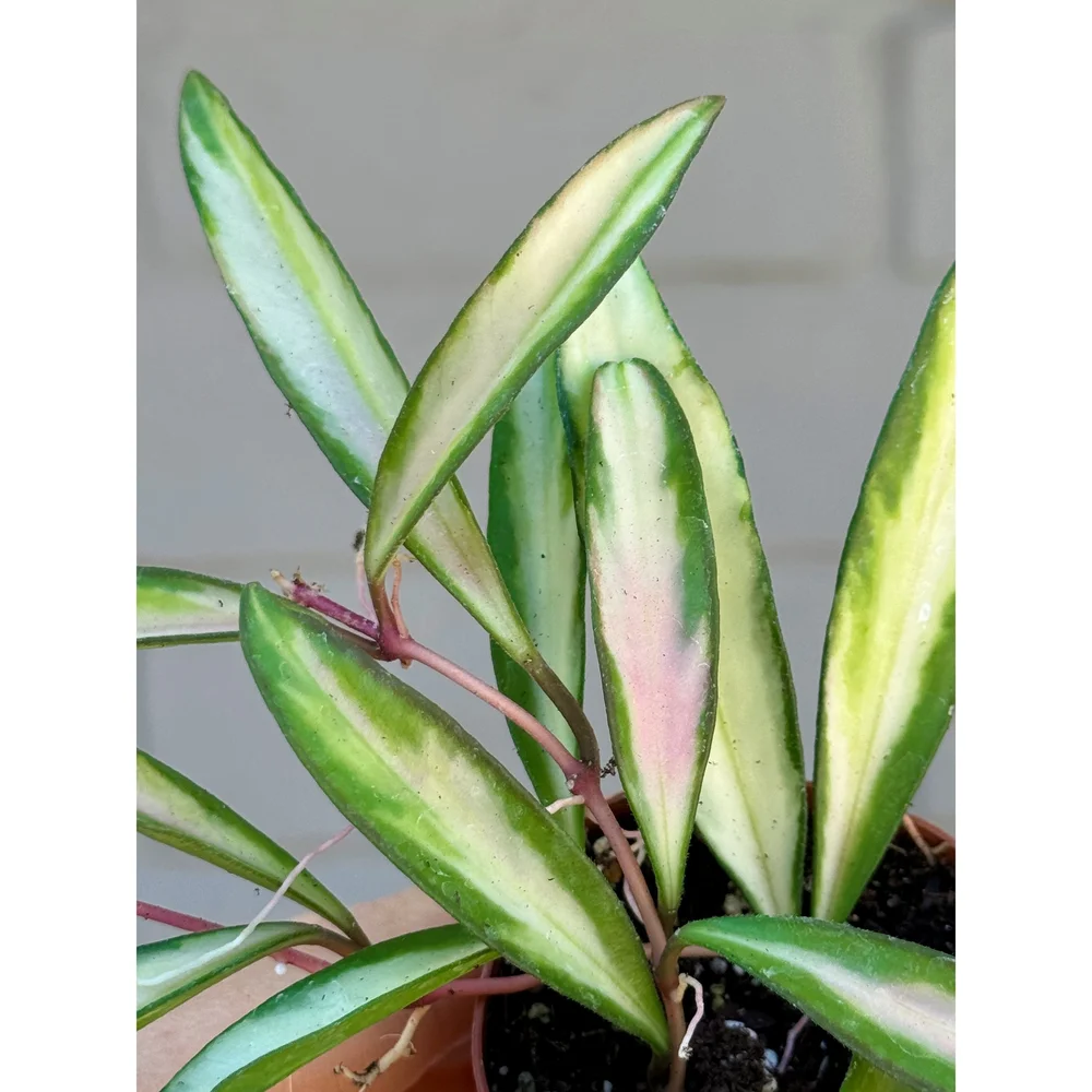 Hoya Variegated Wayetii 2” — Stayin' Alive Succulents
