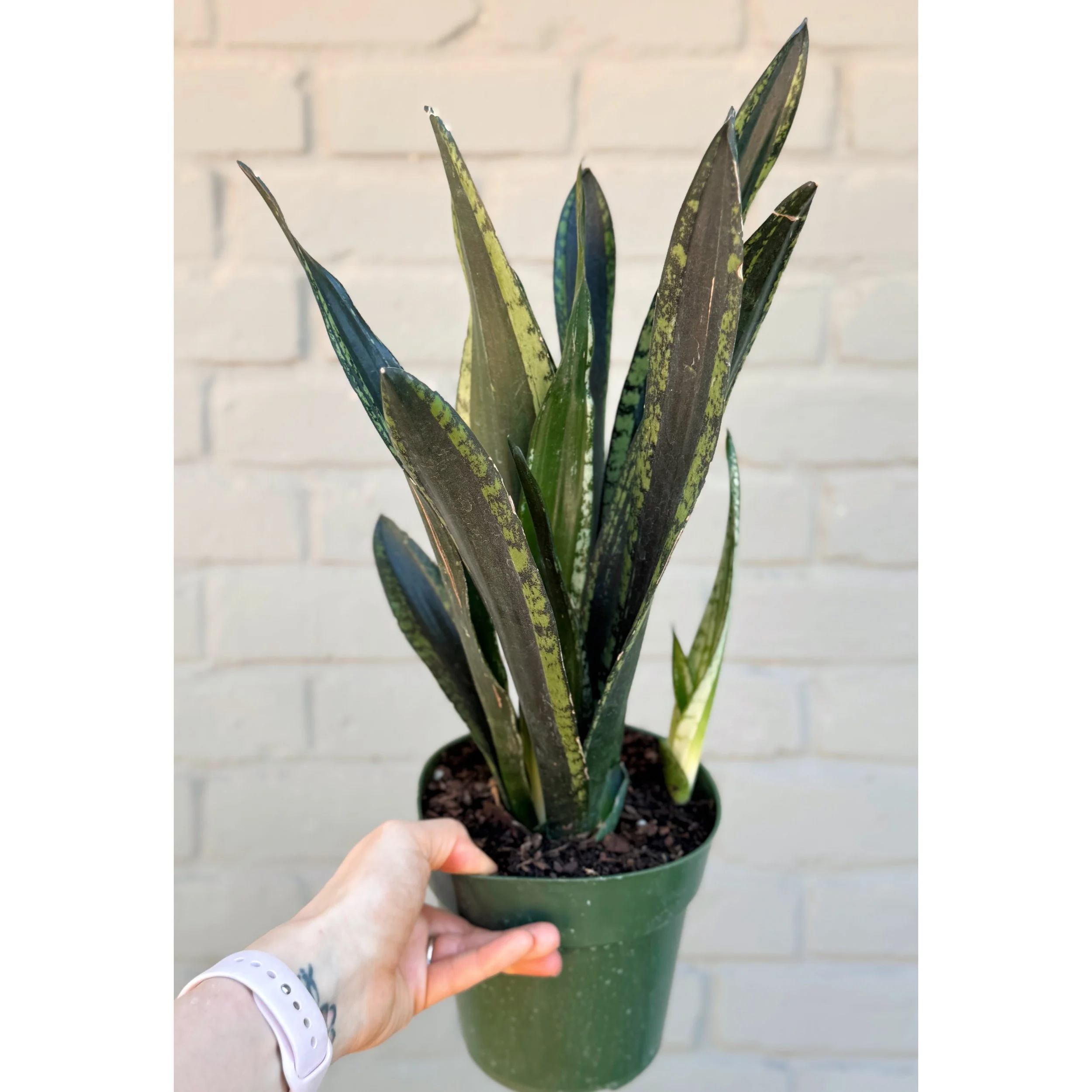 Sansevieria 'Crystal Flame'
