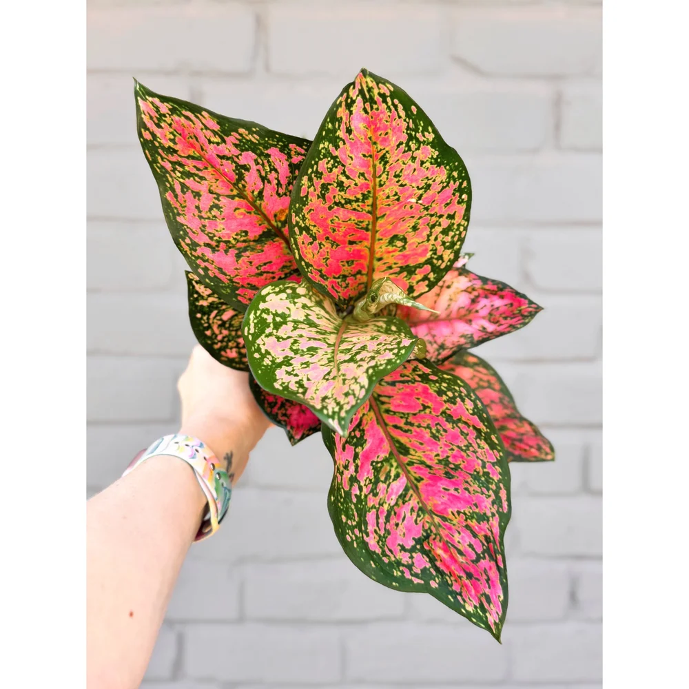 Aglaonema Hybrid 'Ruby Ray' 5"  Stayin' Alive Succulents