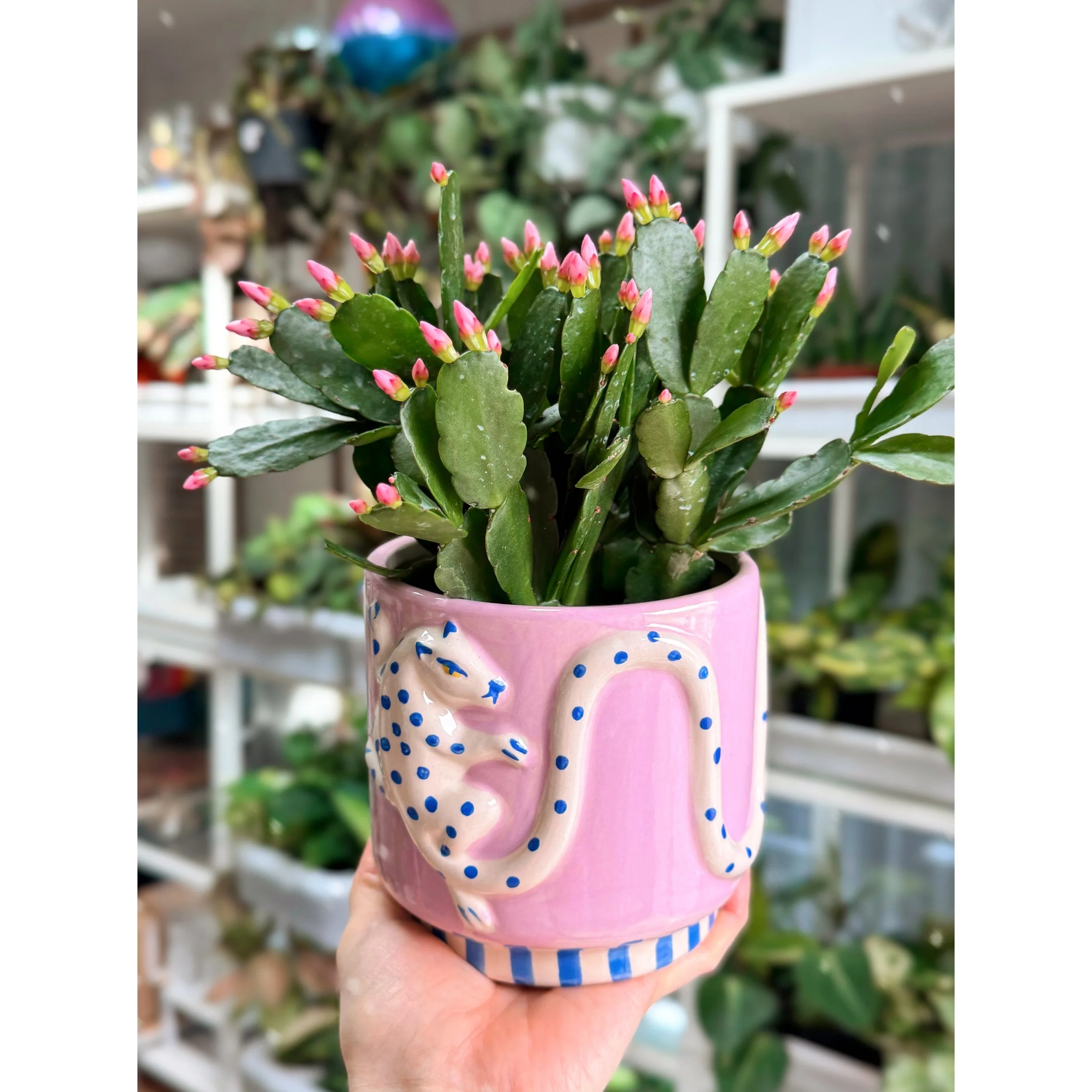 Spring Cactus - Light Pink in Wild Tails Planter