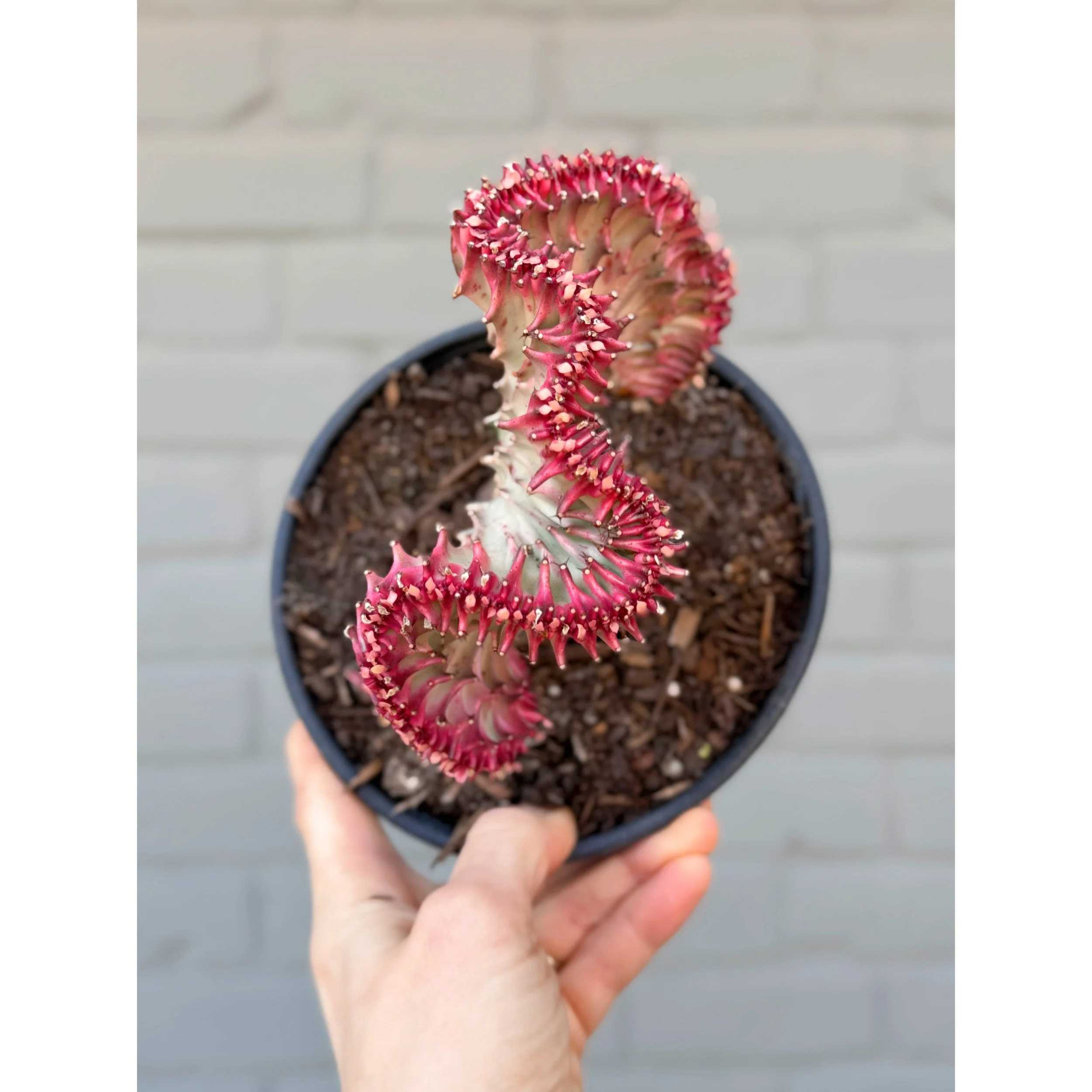 Grafted Coral Cactus 'Mermaid Tail' Hot pink