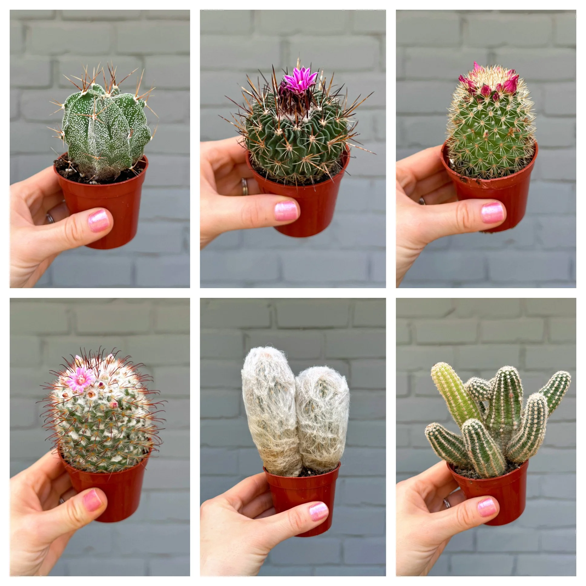 Assorted Cactus 3"