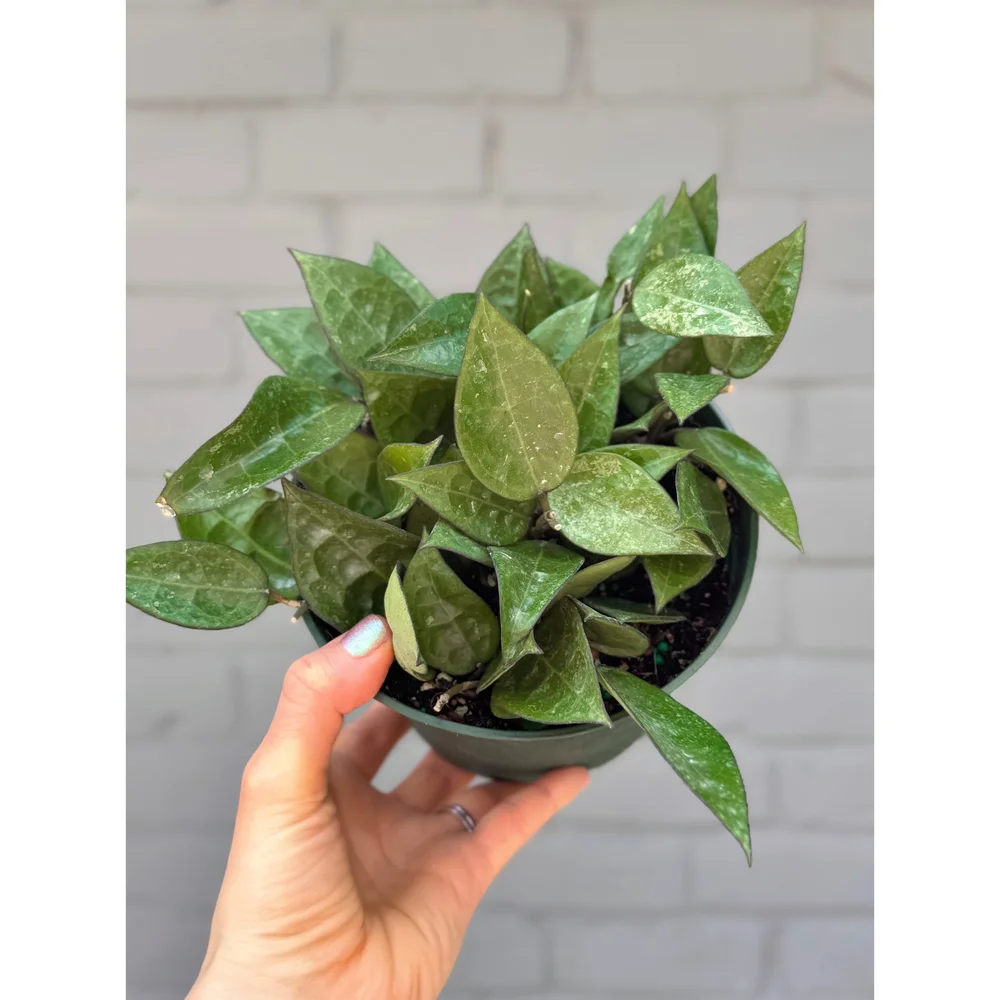 Hoya Parasitica Black Margin 4