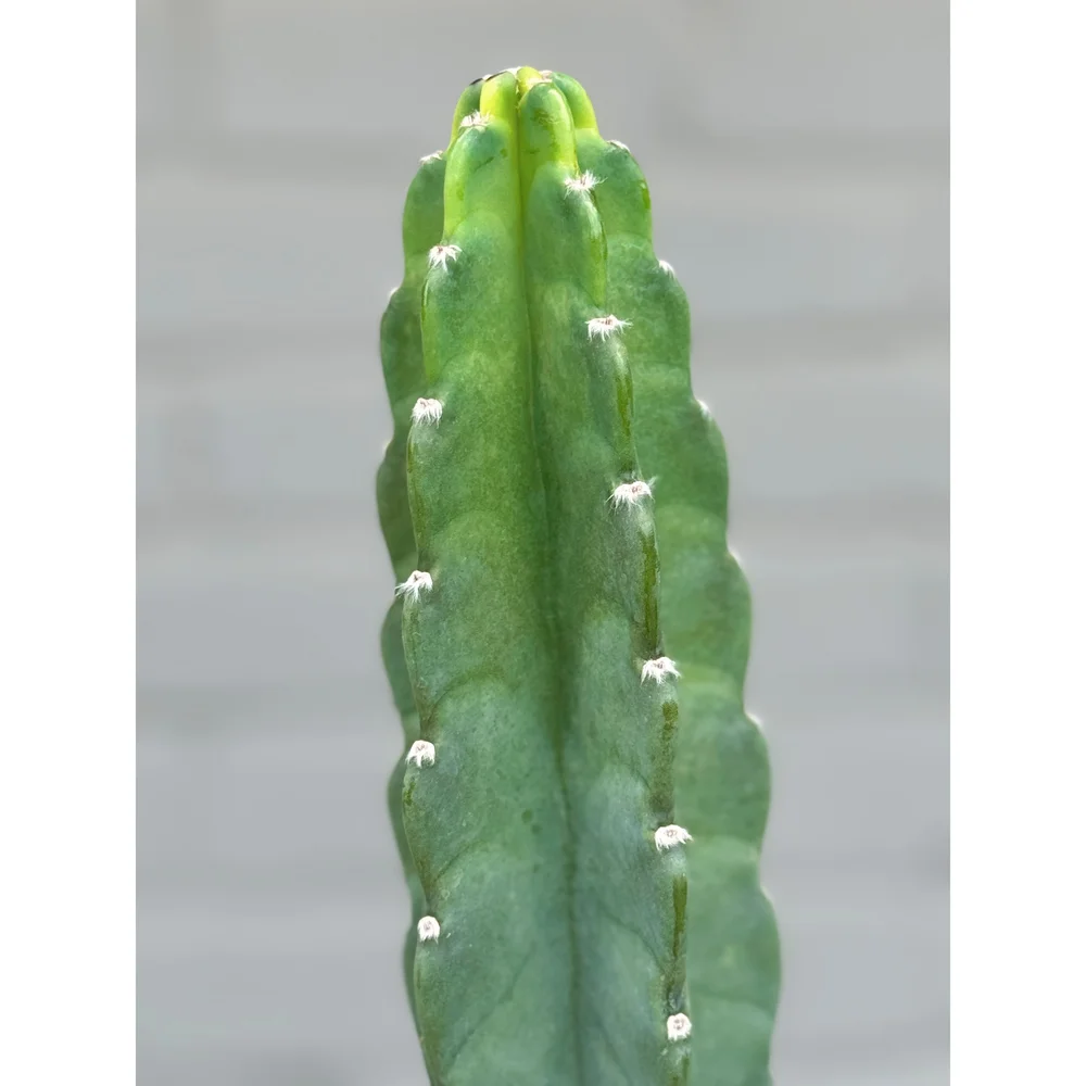Cereus Jamacaru 'Cuddly Cactus' 6"  Stayin' Alive Succulents