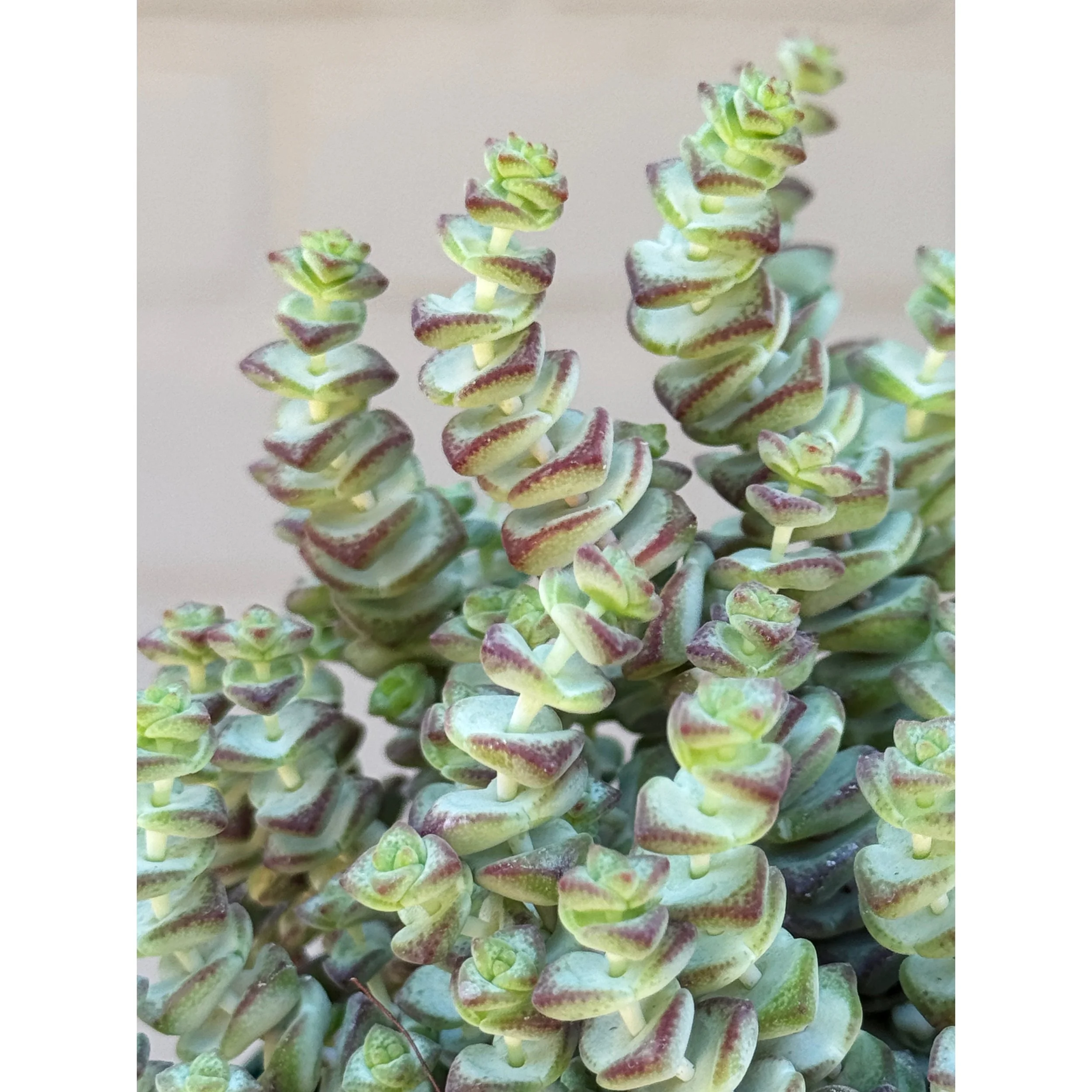 Crassula 'Baby's Necklace'