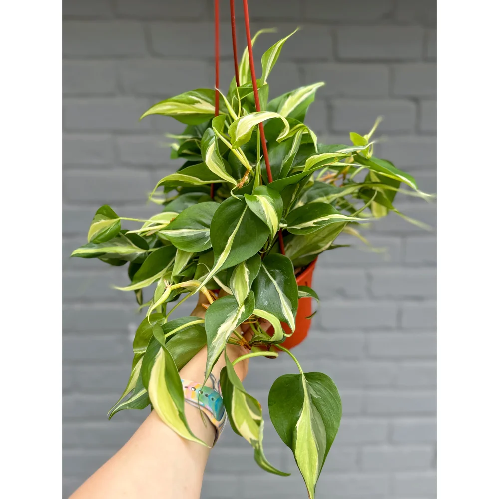 Philodendron Hederaceum 'Rio' 6" HB  Stayin' Alive Succulents