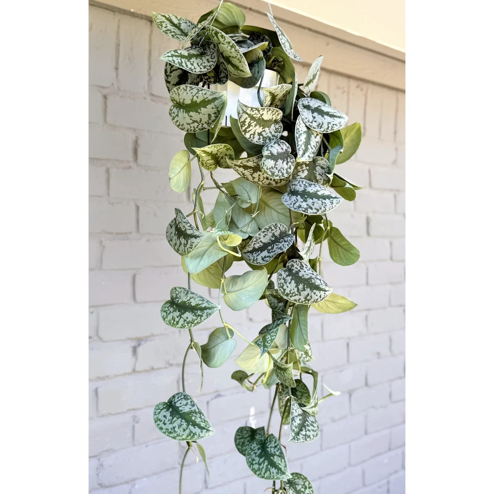Scindapsus Pictus 'Exotica' Trailing 6