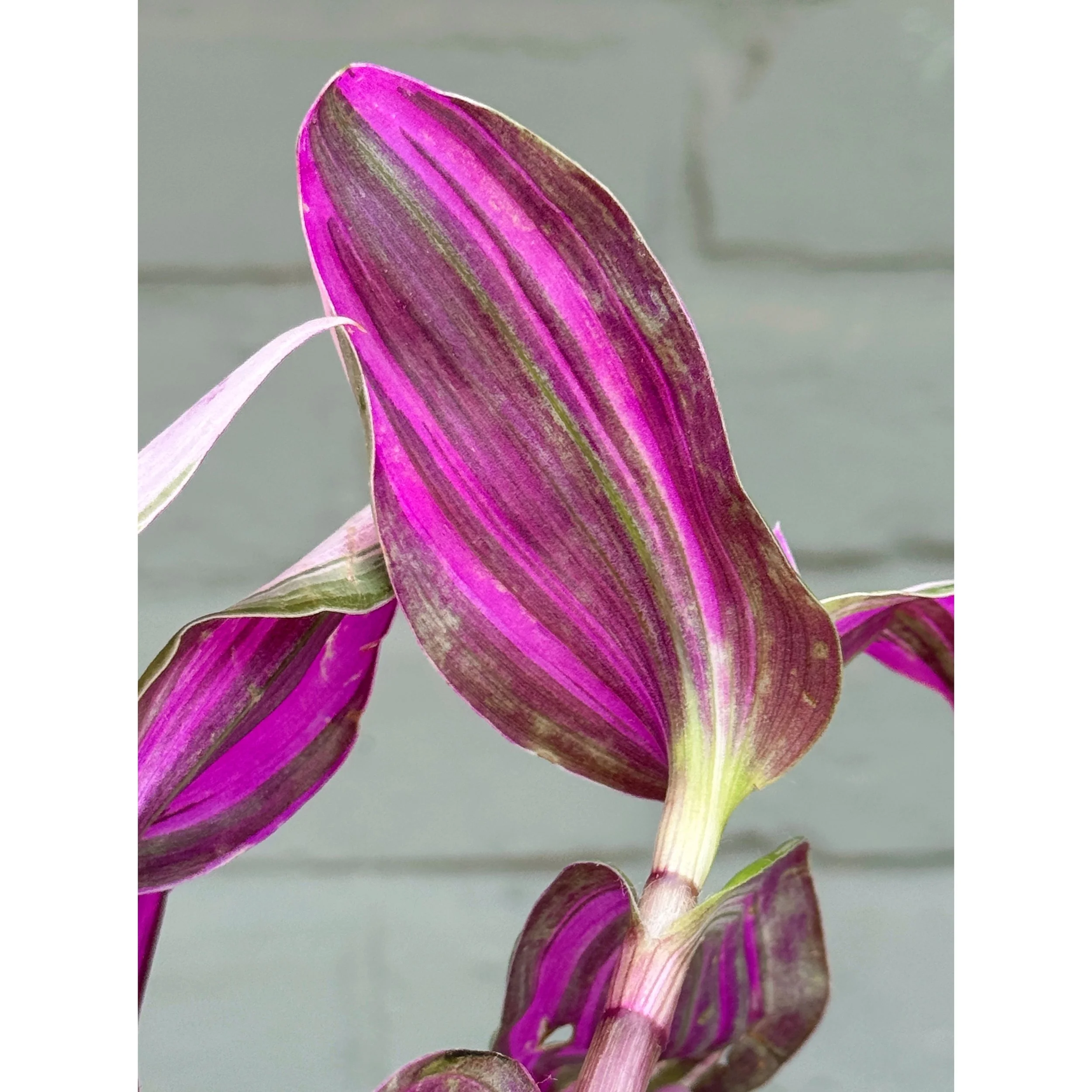 Tradescantia 'Nanouk'