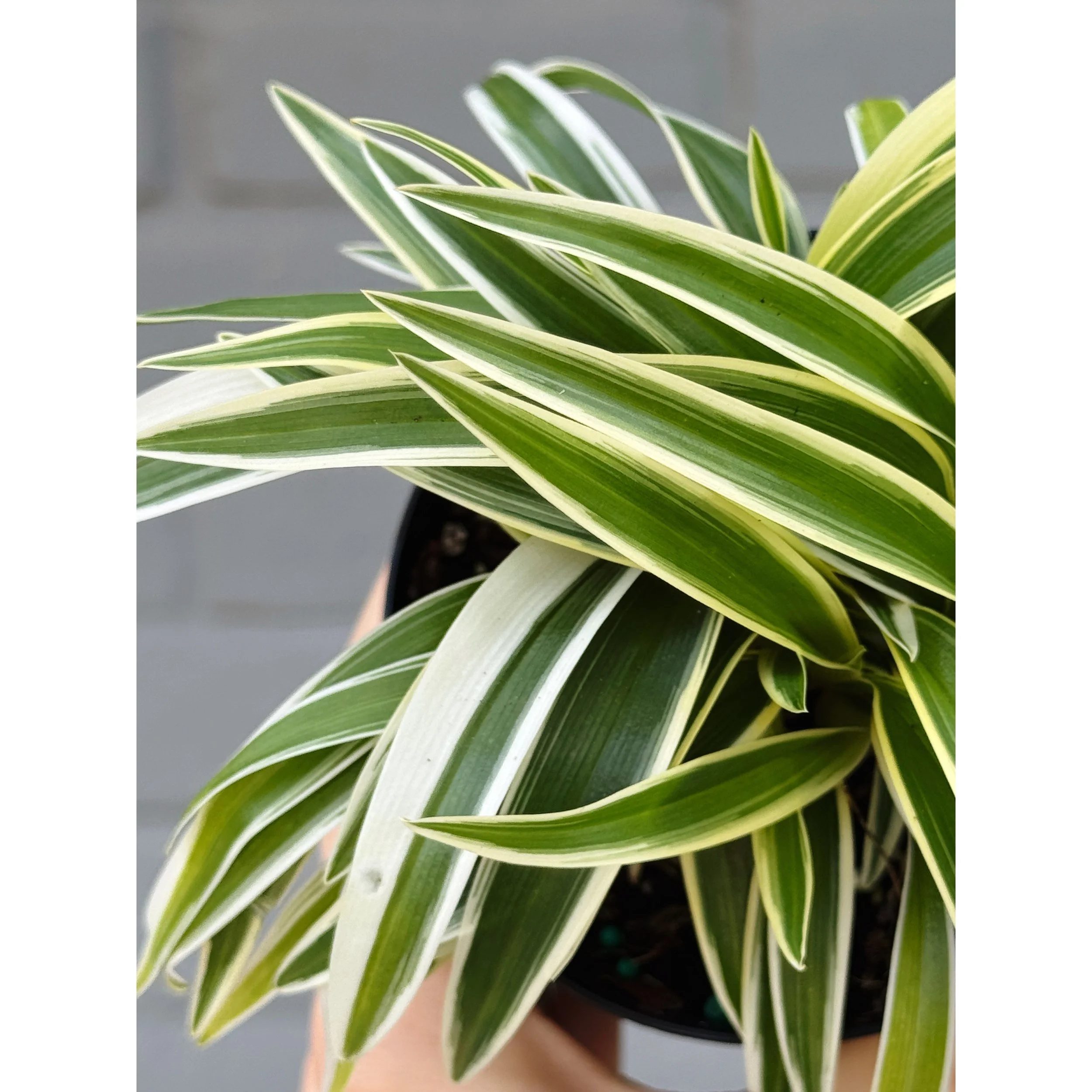 Chlorophytum Comosum 'Ocean' (Outer Variegated) Spider Plant