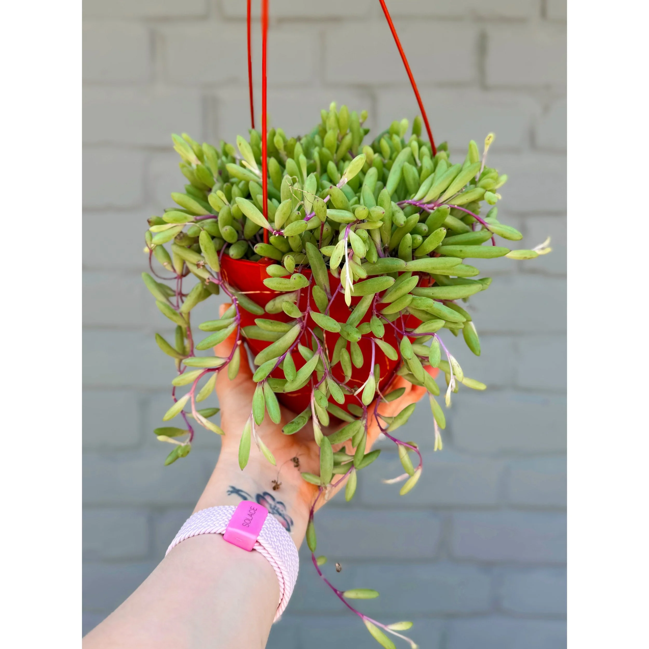 Othonna Capensis 'Ruby Necklace' 6" HB