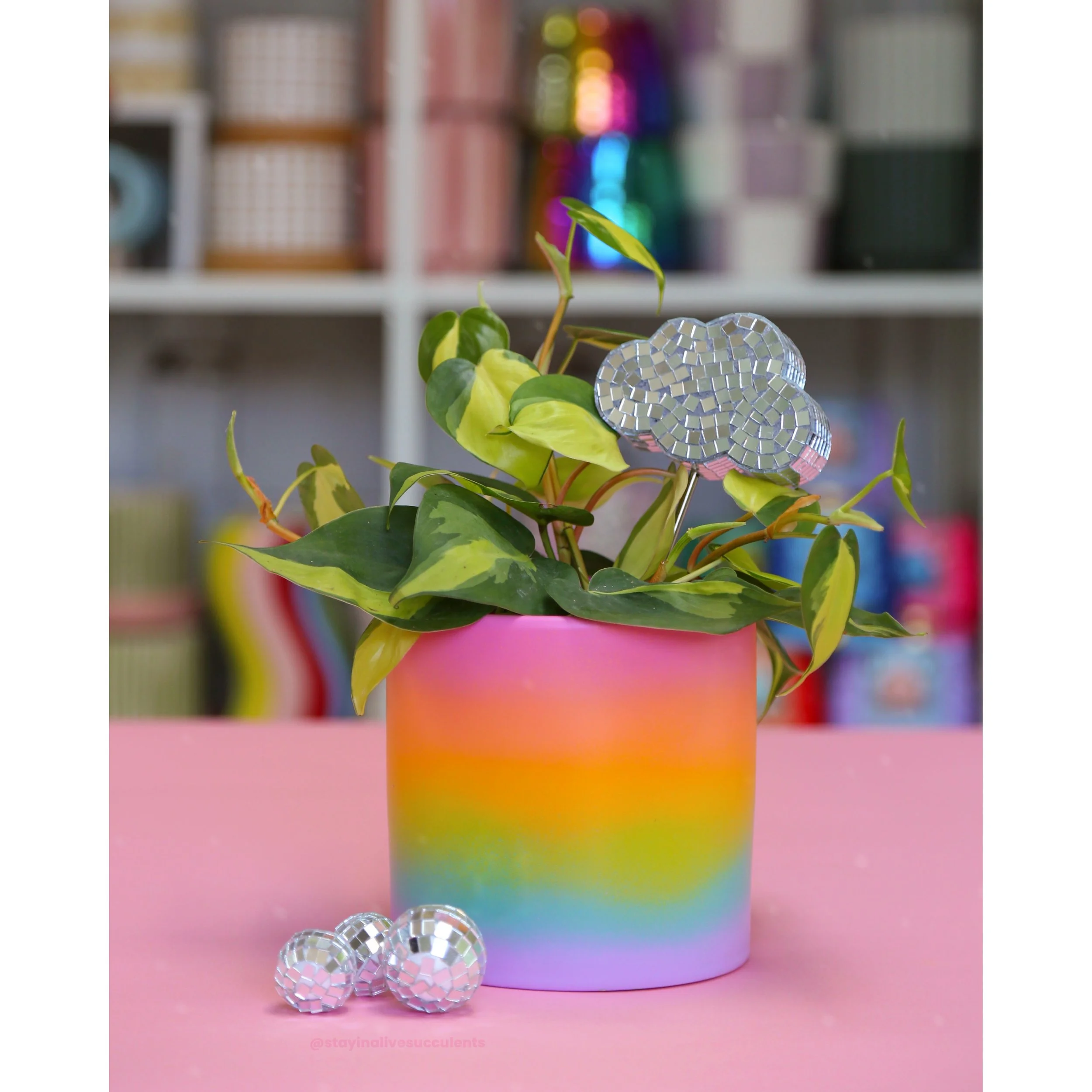 Hand Painted Rainbow Ombre Planters 5" with Philodendron Brasil