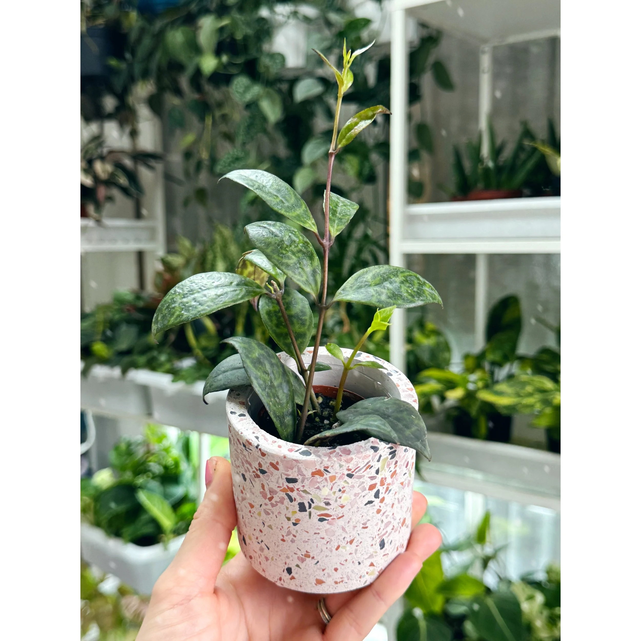 Aeschynanthus Lipstick 'Black Pagoda' in Terrazzo Pot