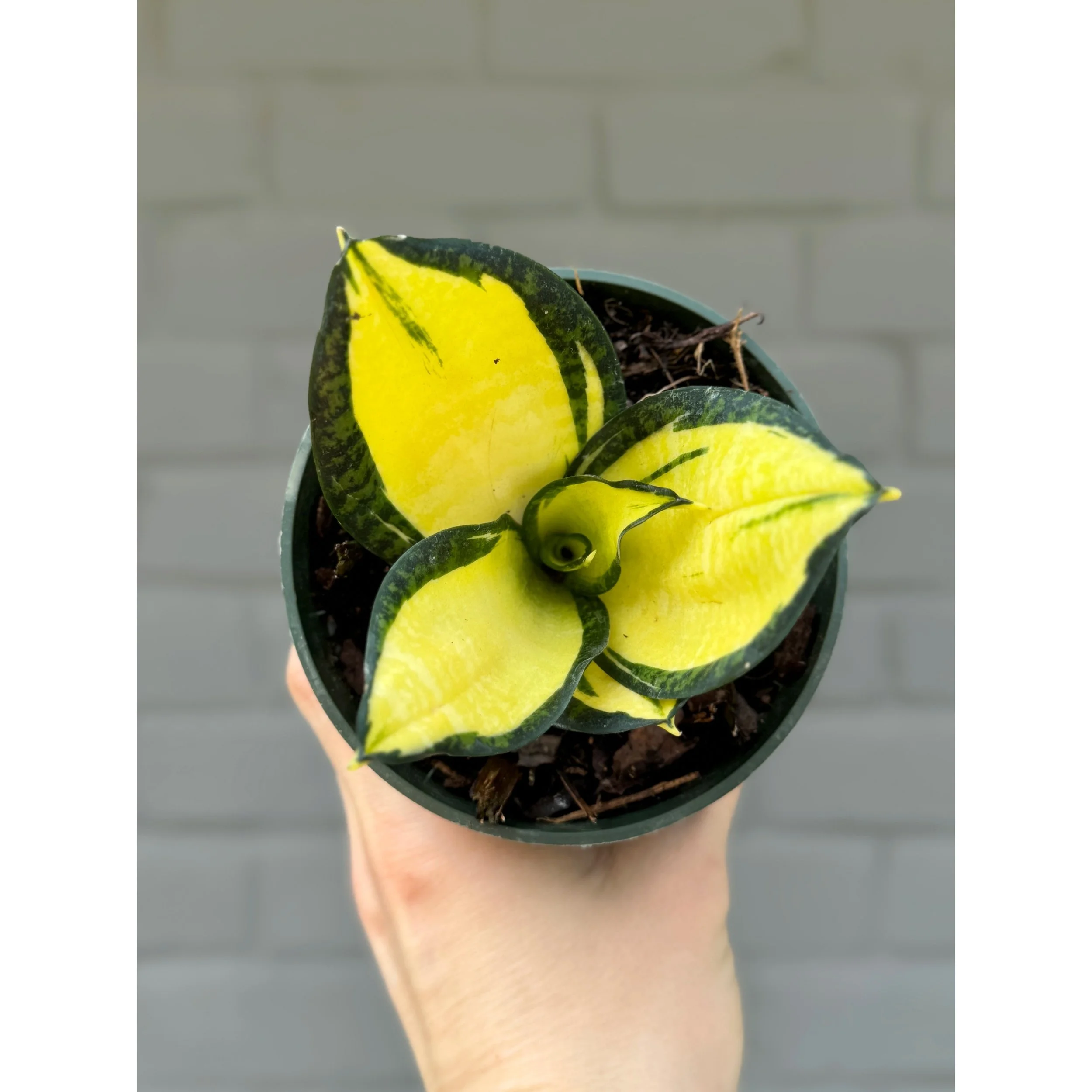 Sansevieria 'Citrine Star'