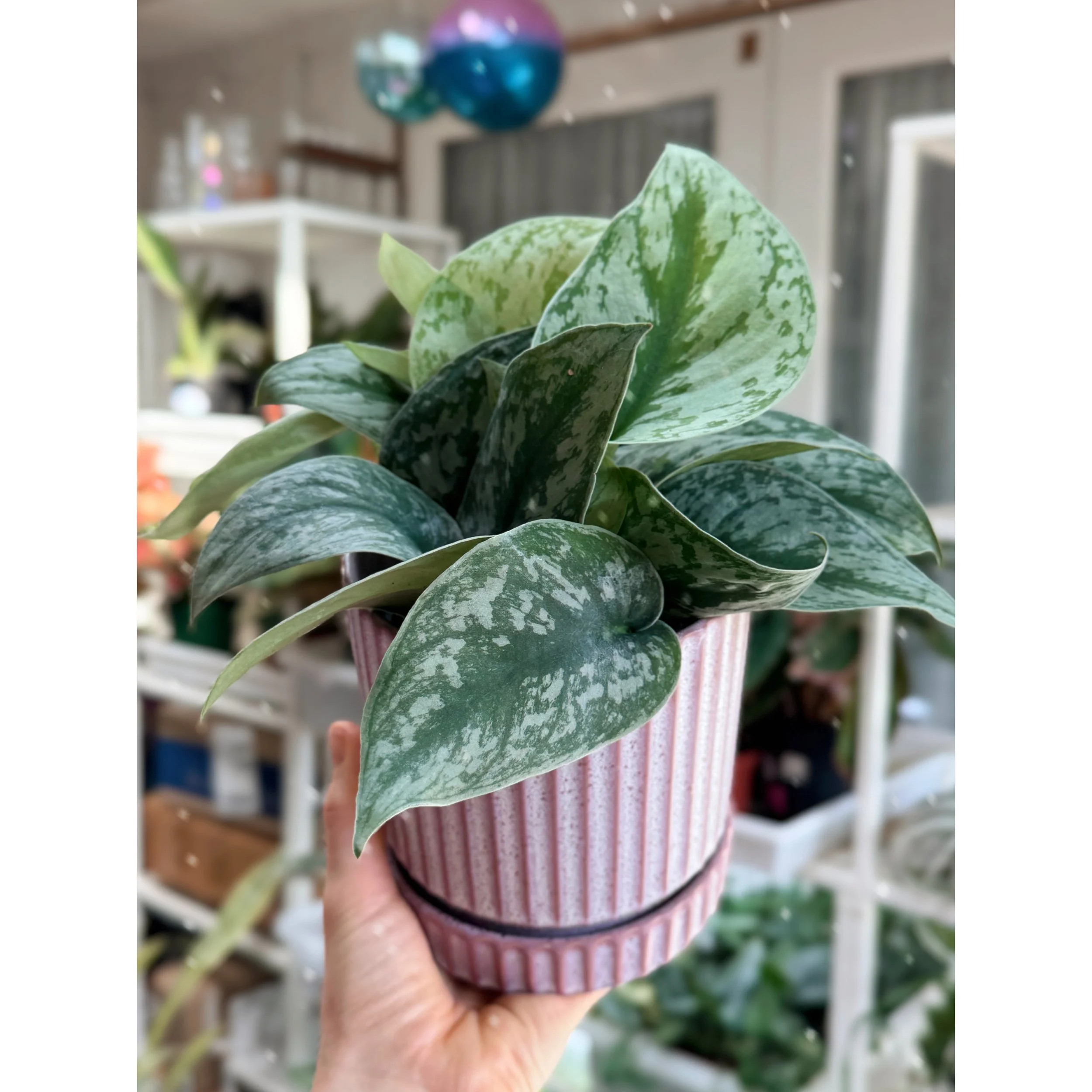 Scindapsus Pictus 'Exotica' in Los Feliz Lilac Pot