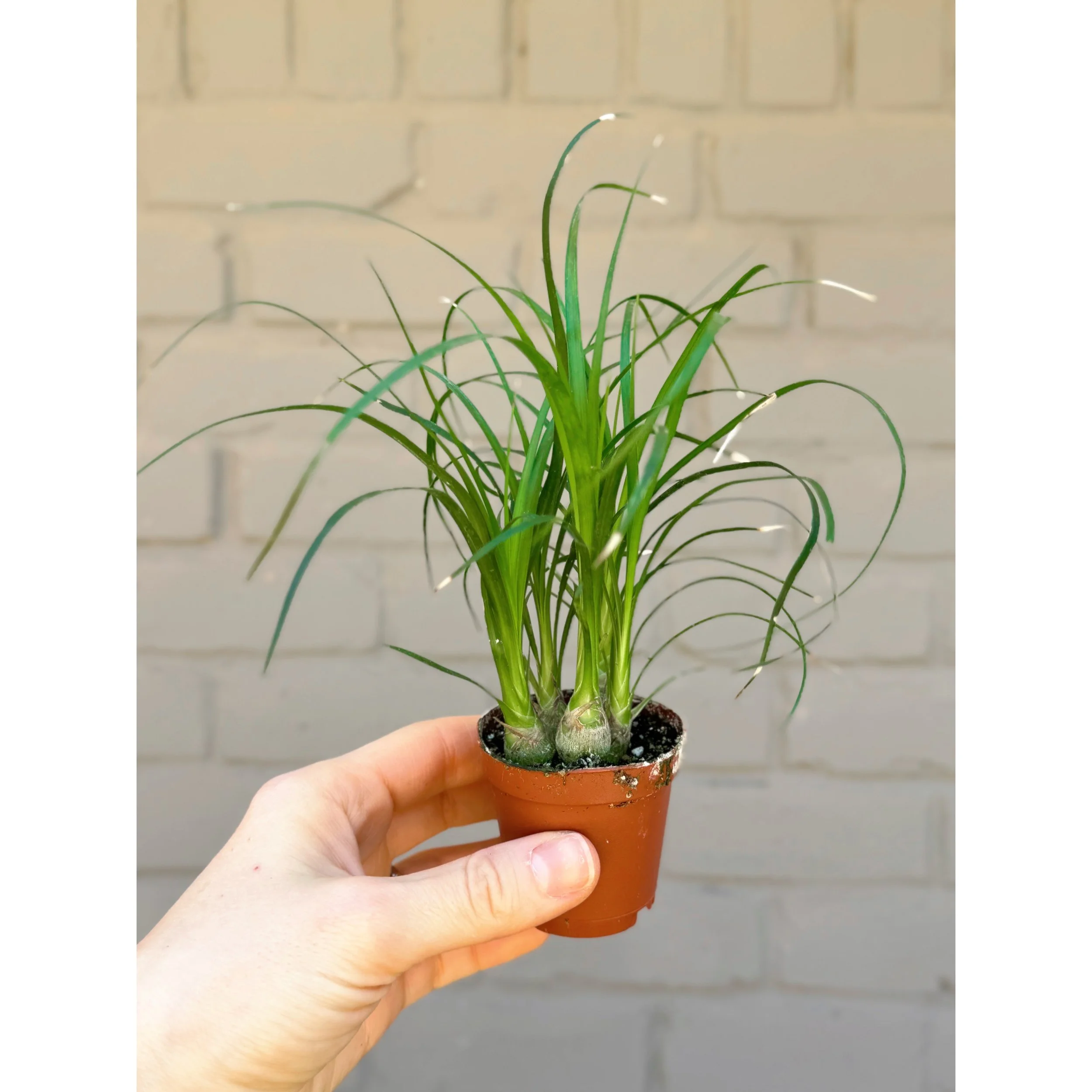 Beaucarnea Recurvata 'Ponytail Palm' 2"