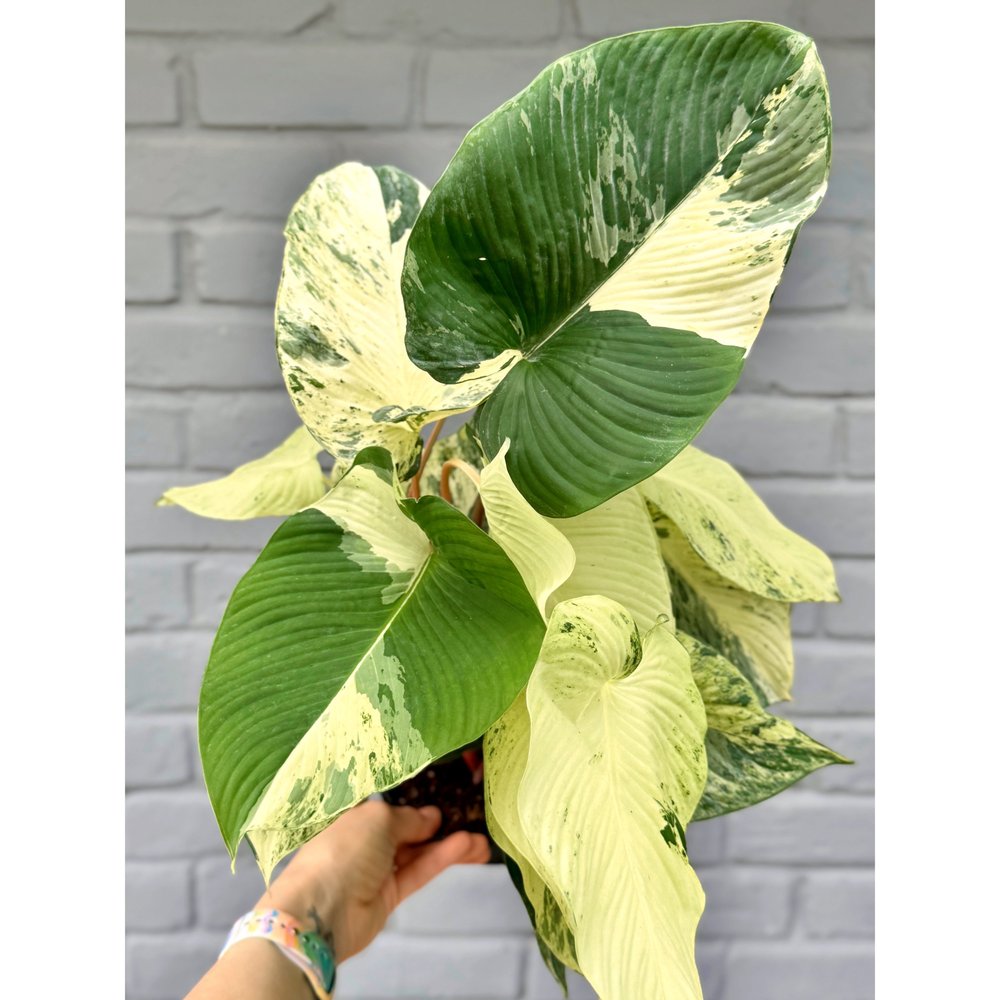 Homalomena Rubescens Variegated 6