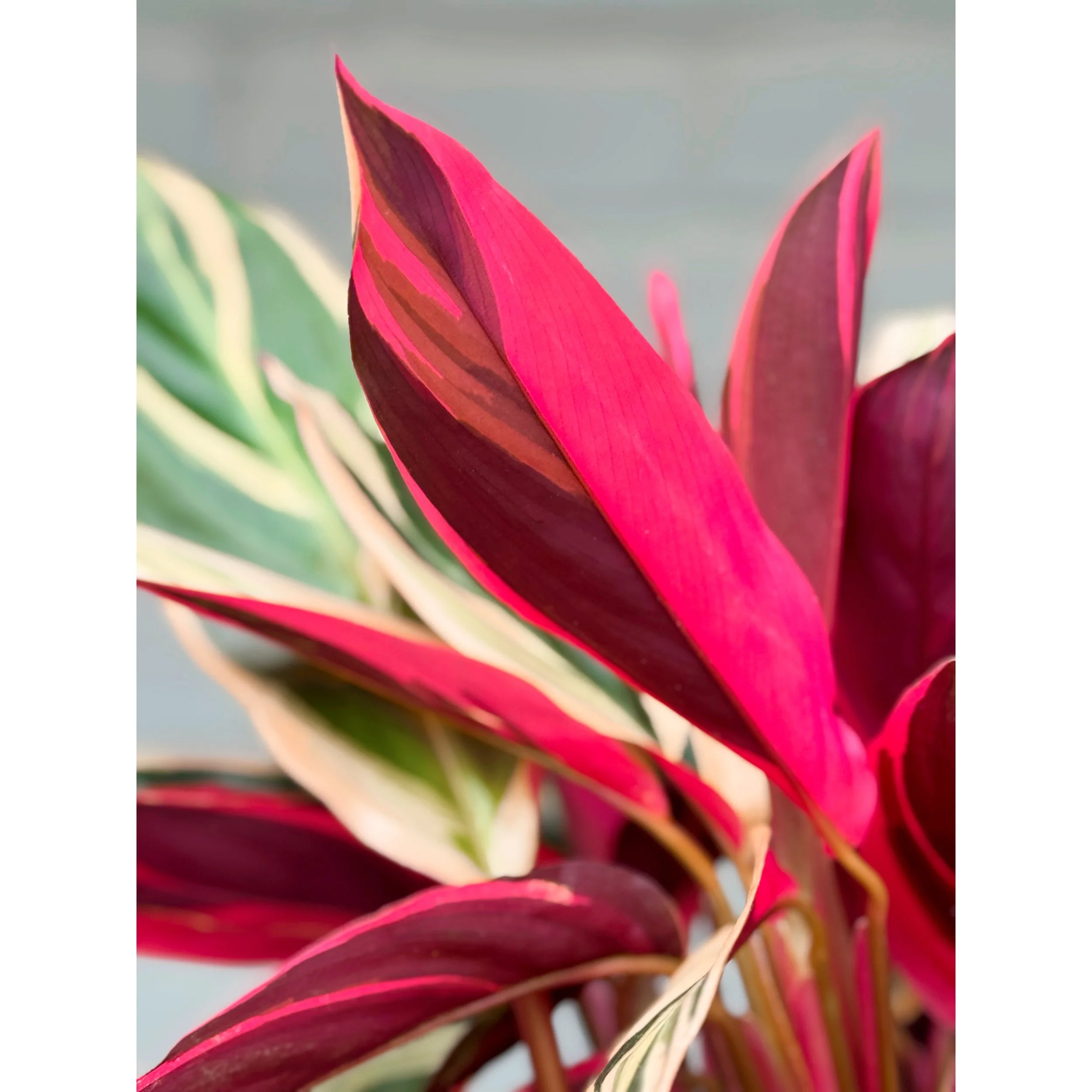 Stromanthe 'Triostar' Prayer Plant