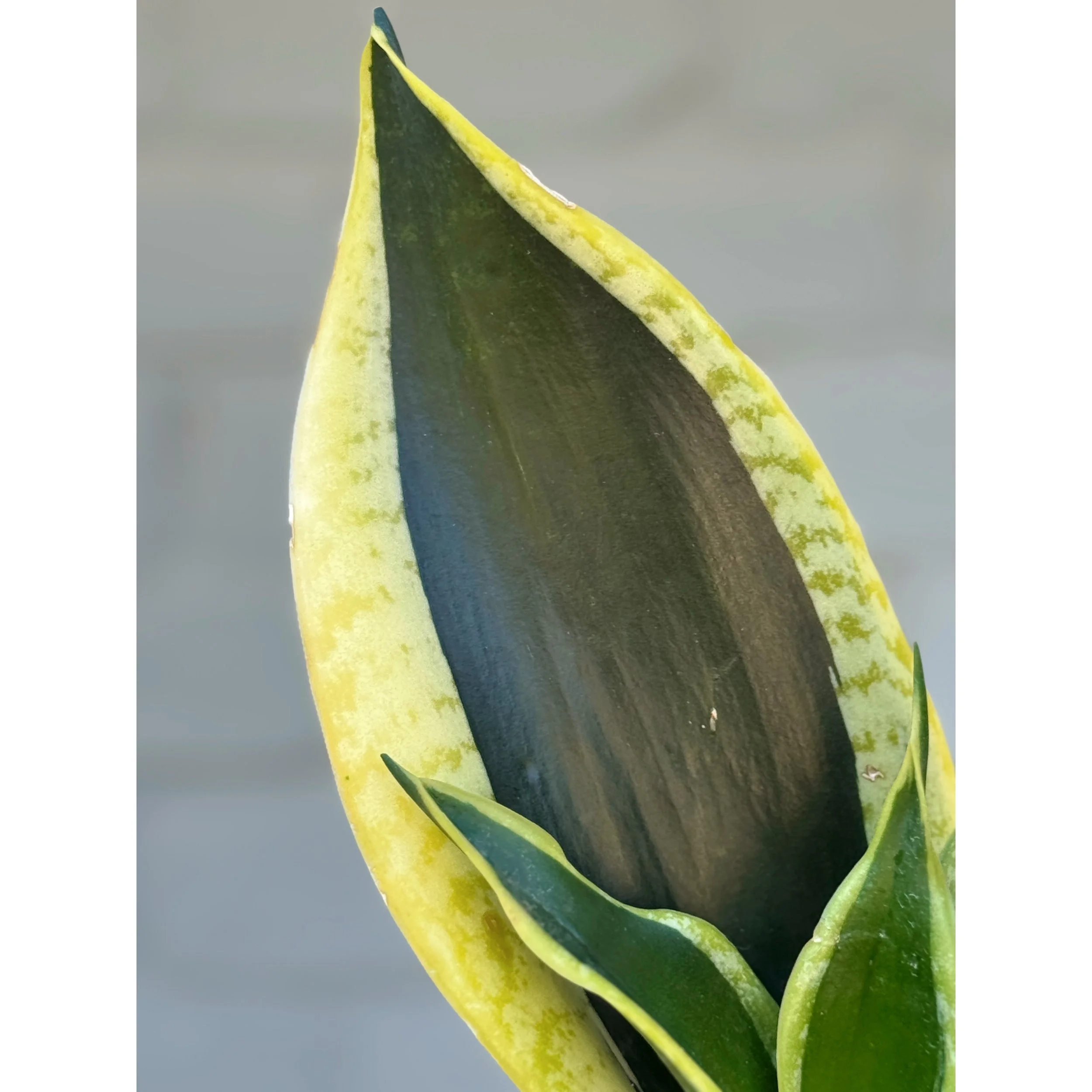 Sansevieria 'Black Gold'
