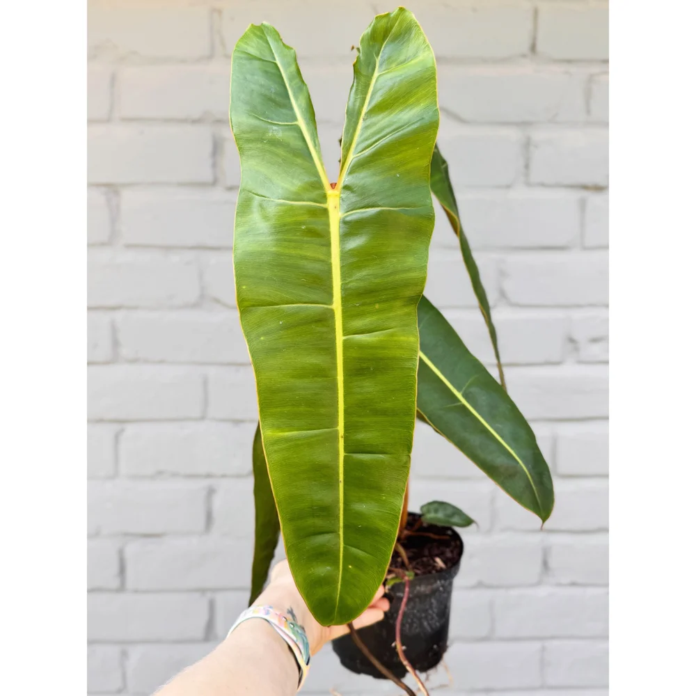 Philodendron Billietiae 6"  Stayin' Alive Succulents