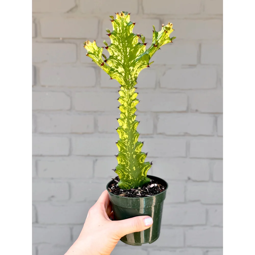 Euphorbia Variegated 'Trigona' 4"  Stayin' Alive Succulents