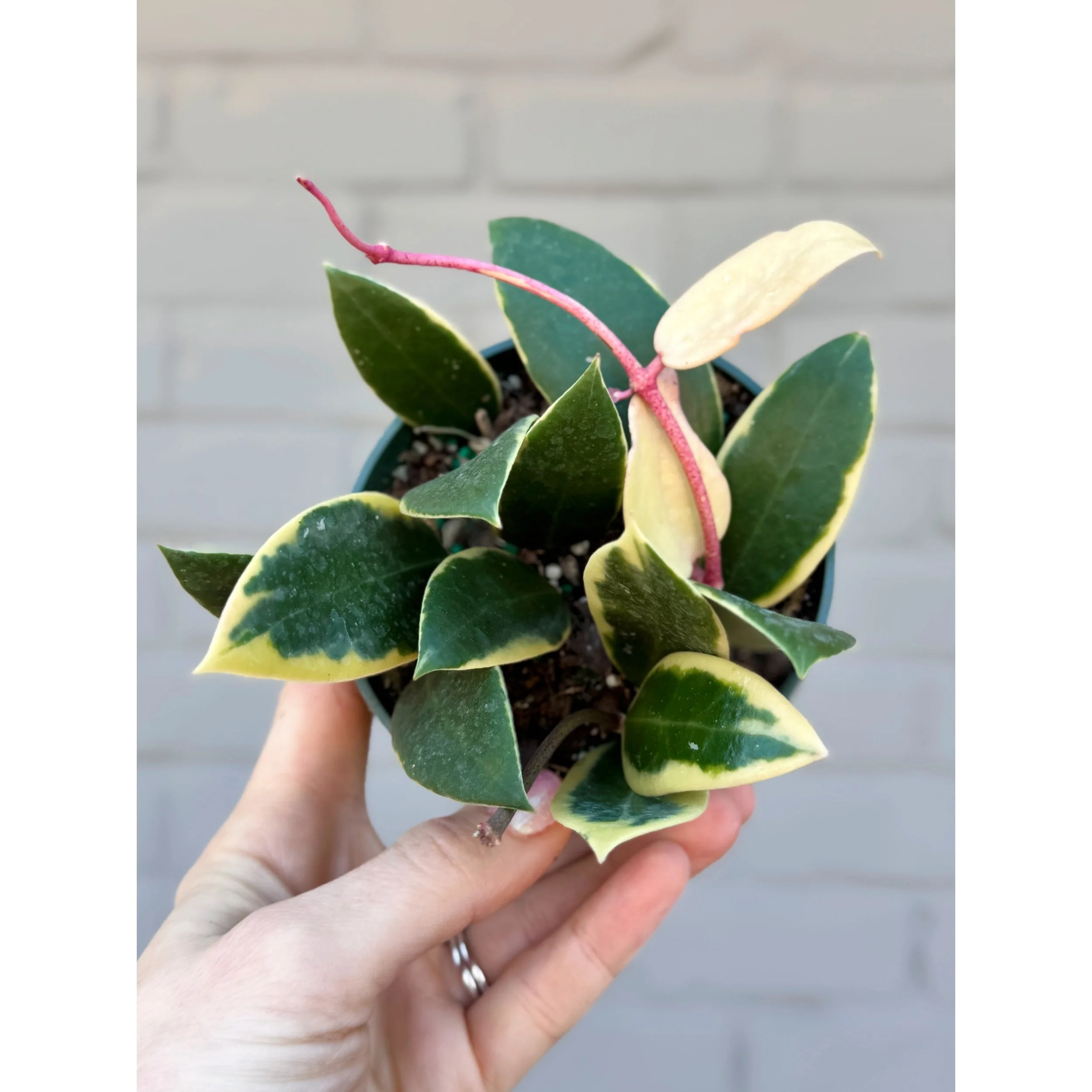 Hoya Acuta Albo (Outer Variegated) 4"