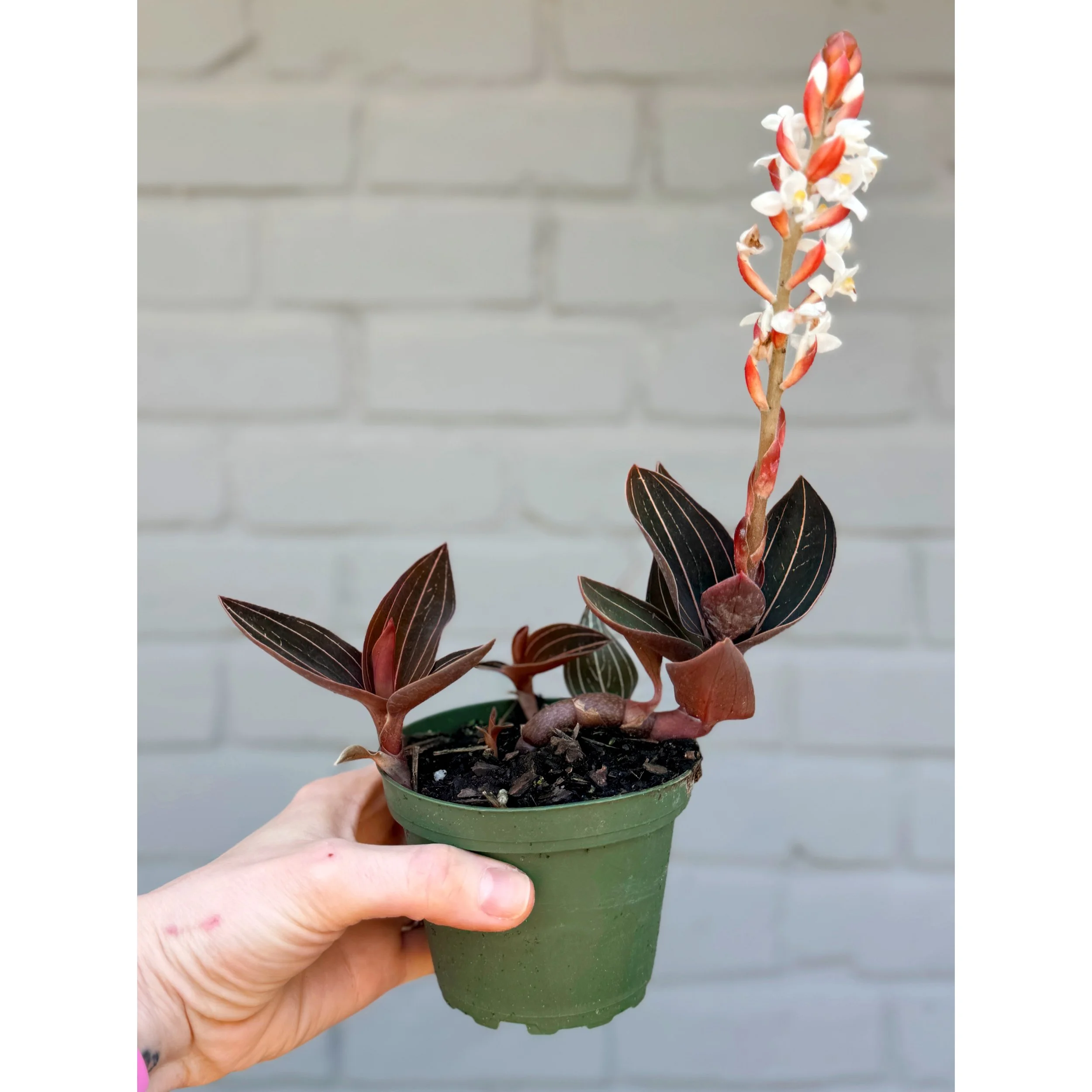 Ludisia Discolor 'Jewel Orchid' 4"