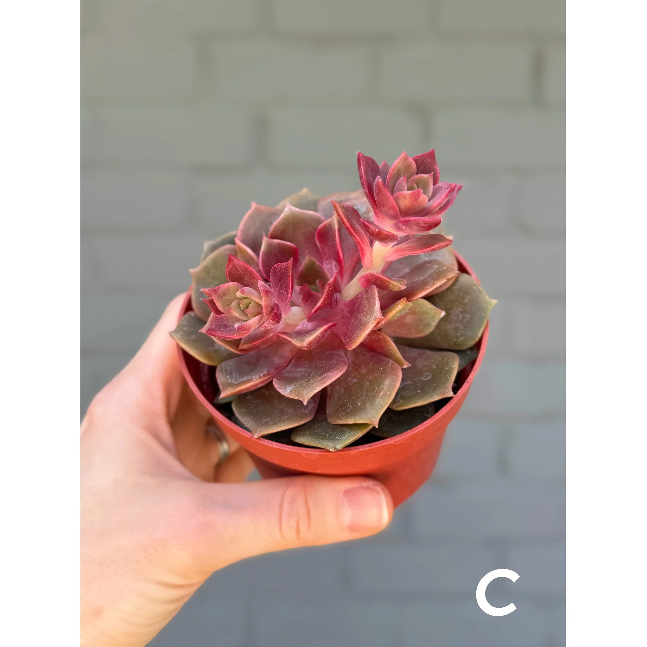 C - Echeveria Vampire Red Ball