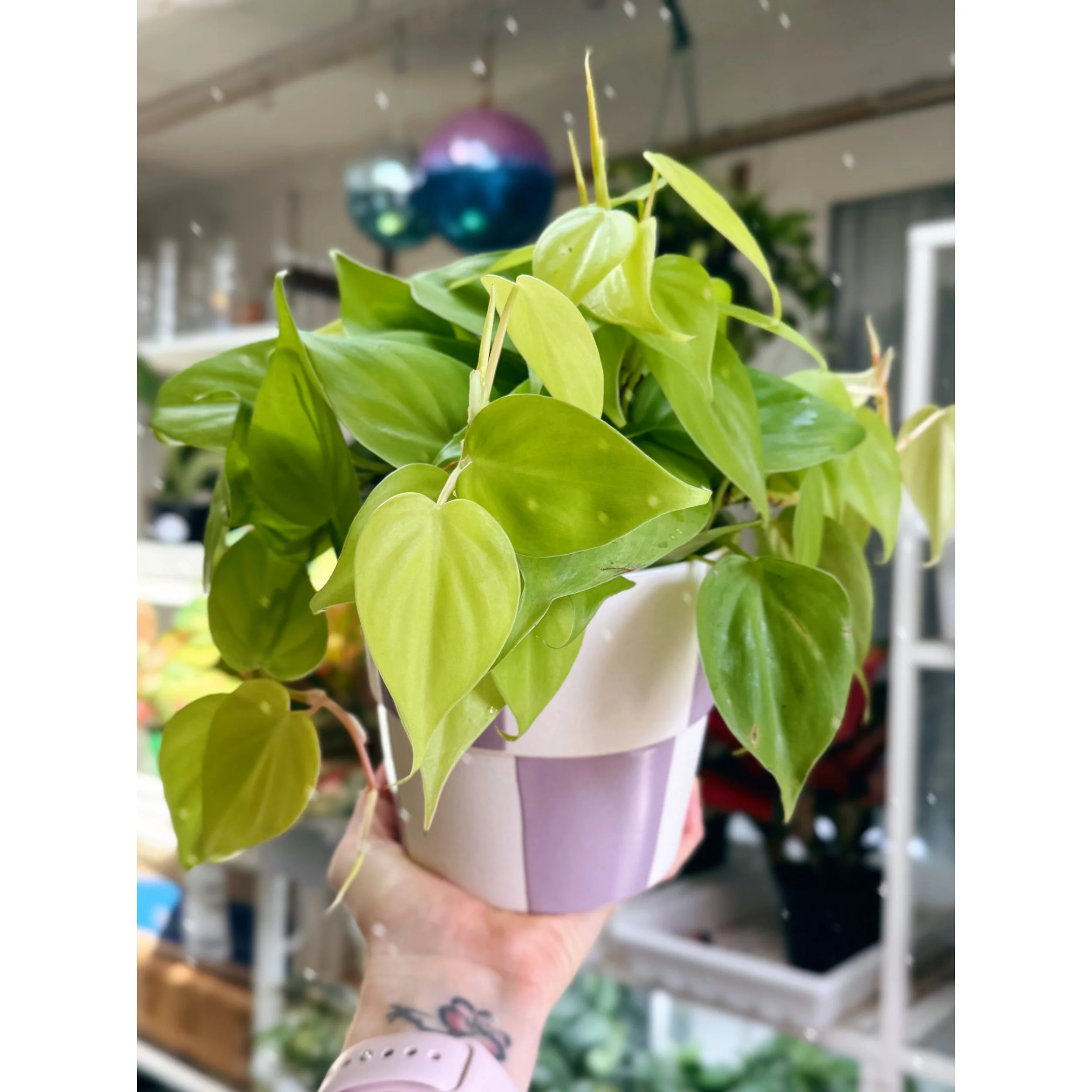 Philodendron Neon (Lemon Lime) Cordatum  in Lilac Check Pot