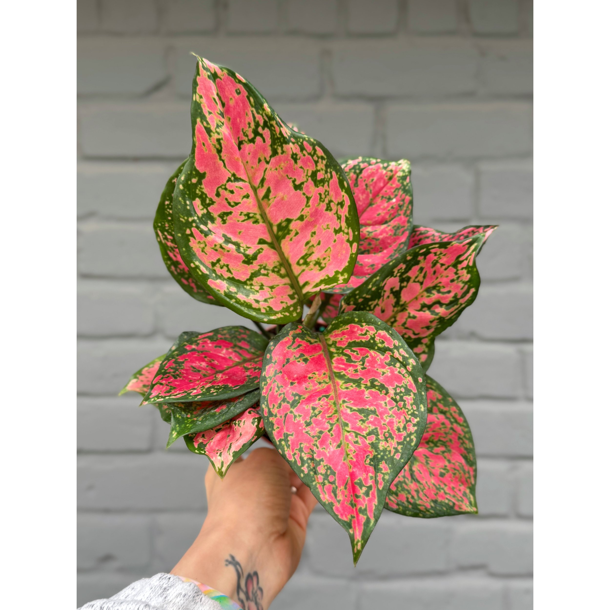 Aglaonema Hybrid 'Red Heart'