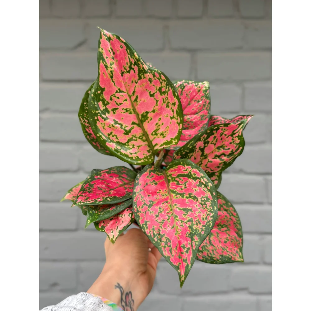 Aglaonema Hybrid 'Red Heart' 4"  Stayin' Alive Succulents