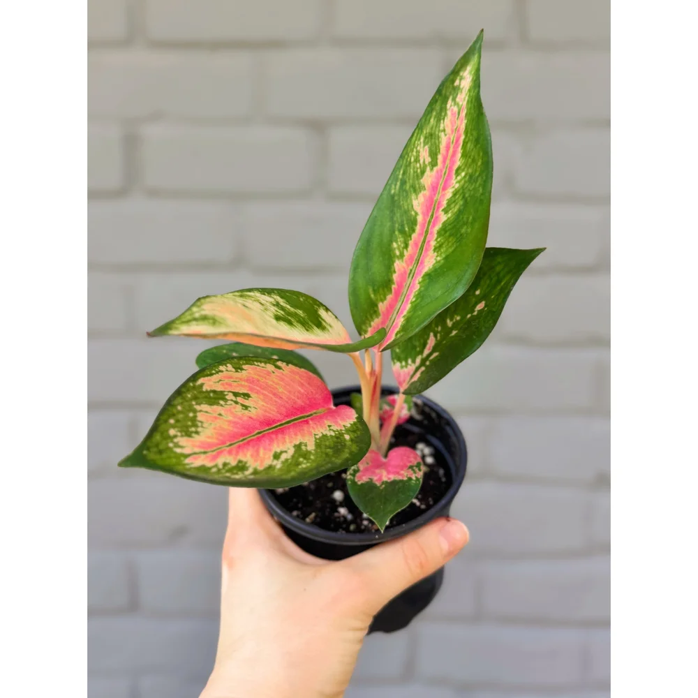 Aglaonema Hybrid 'China Red' — Stayin' Alive Succulents