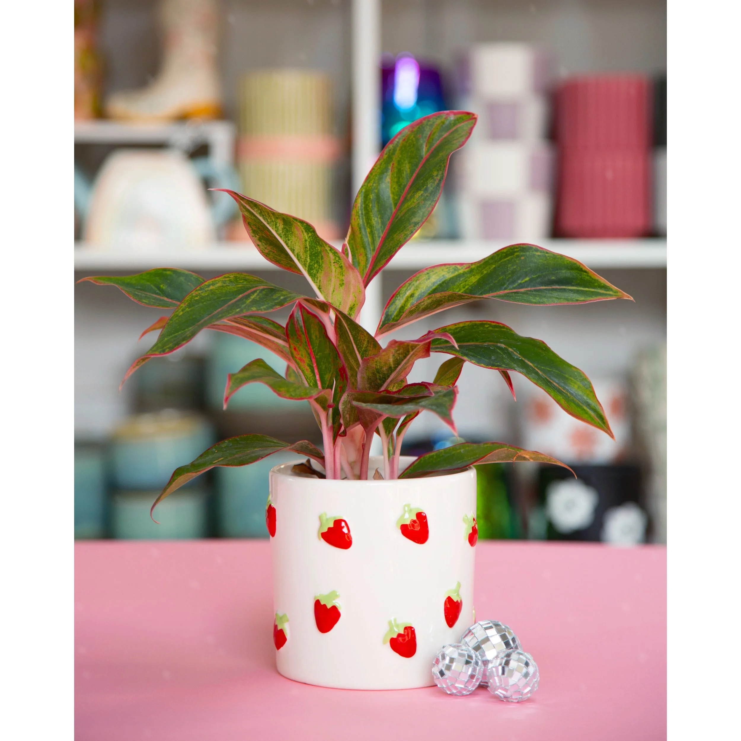 Strawberry Fields Pot with Aglaonema Siam Aurora