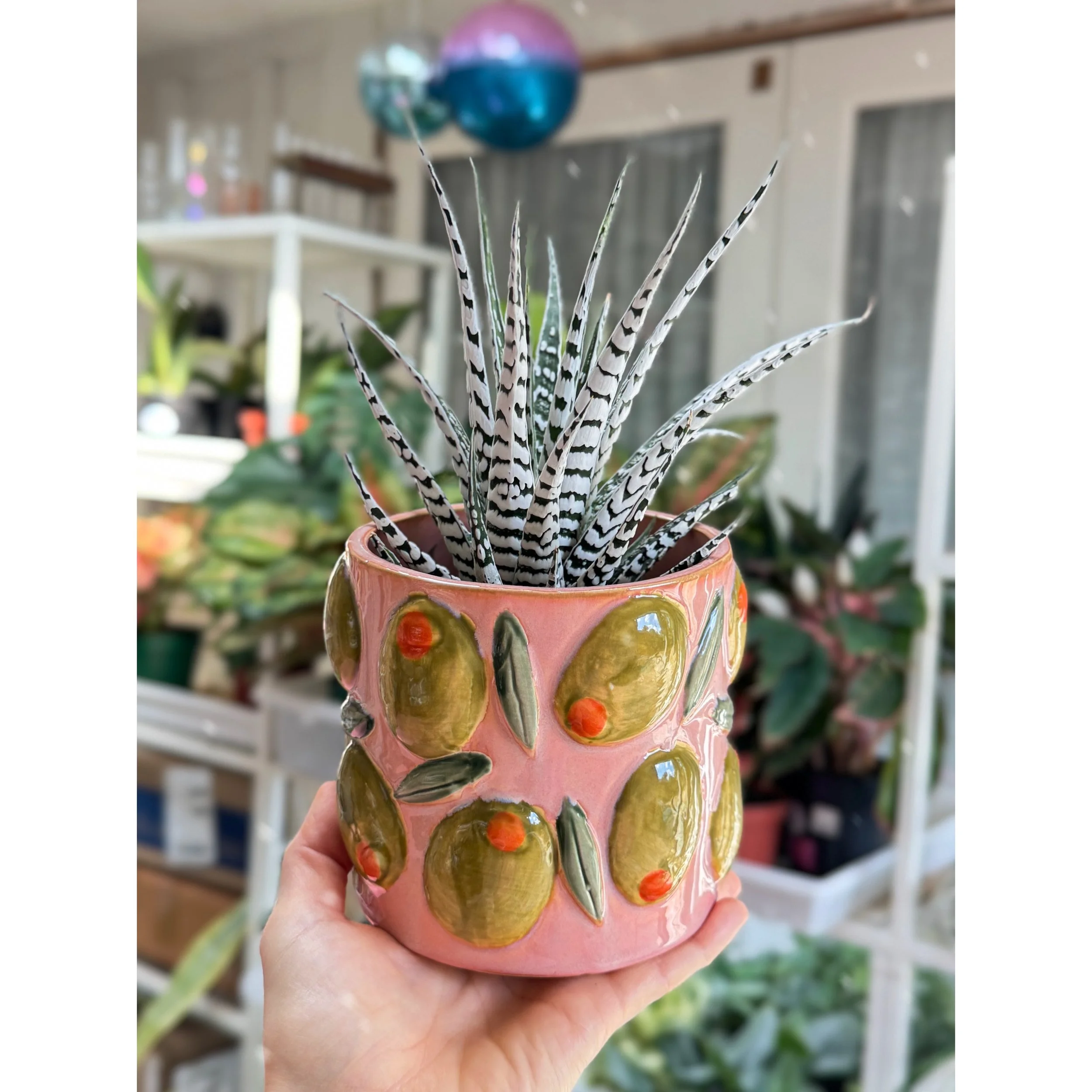Haworthia Attenuata ‘Zebra’ Extra White in Olive Pot