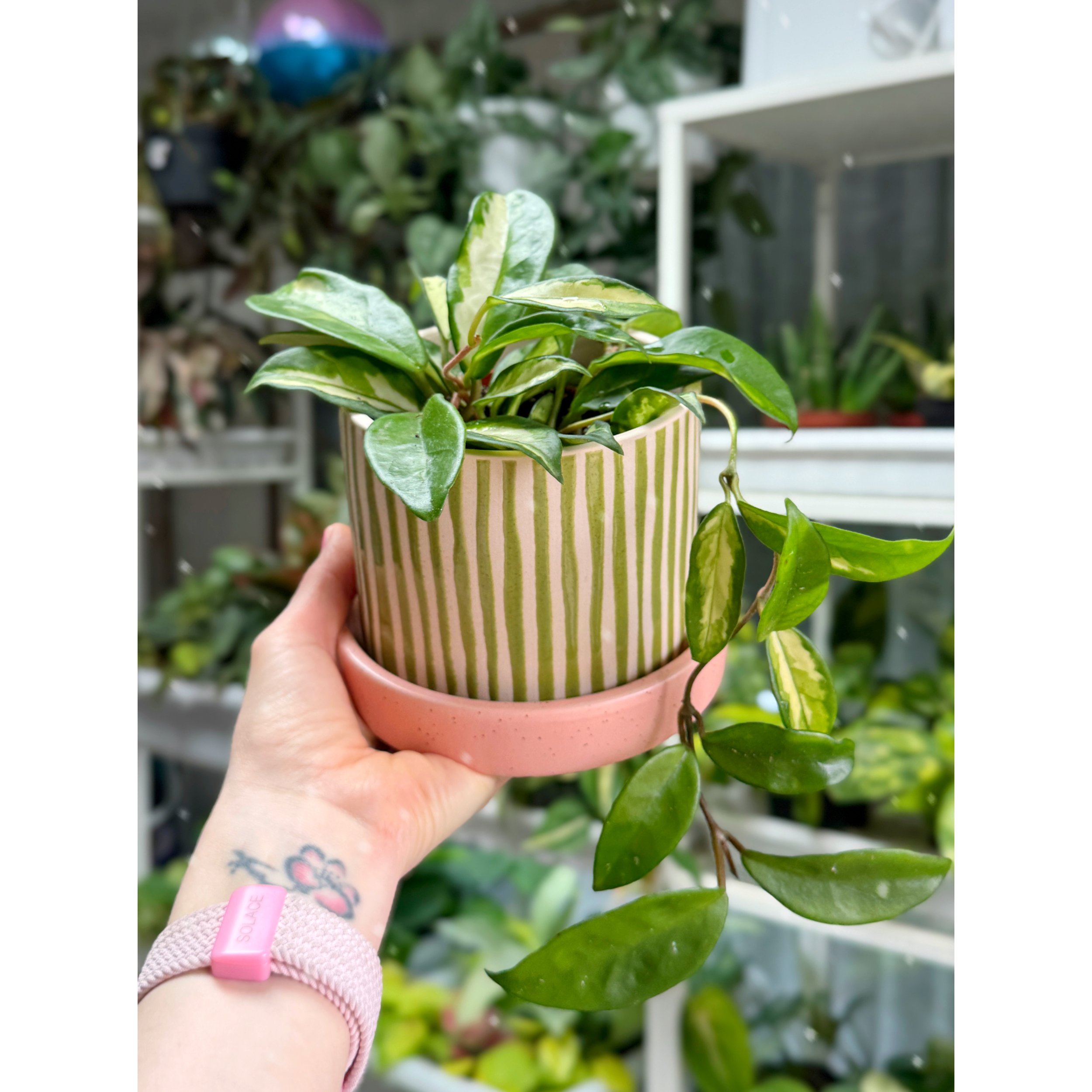 Hoya Carnosa Tricolor 'Krimson Princess' in Watermelon Sugar Pot