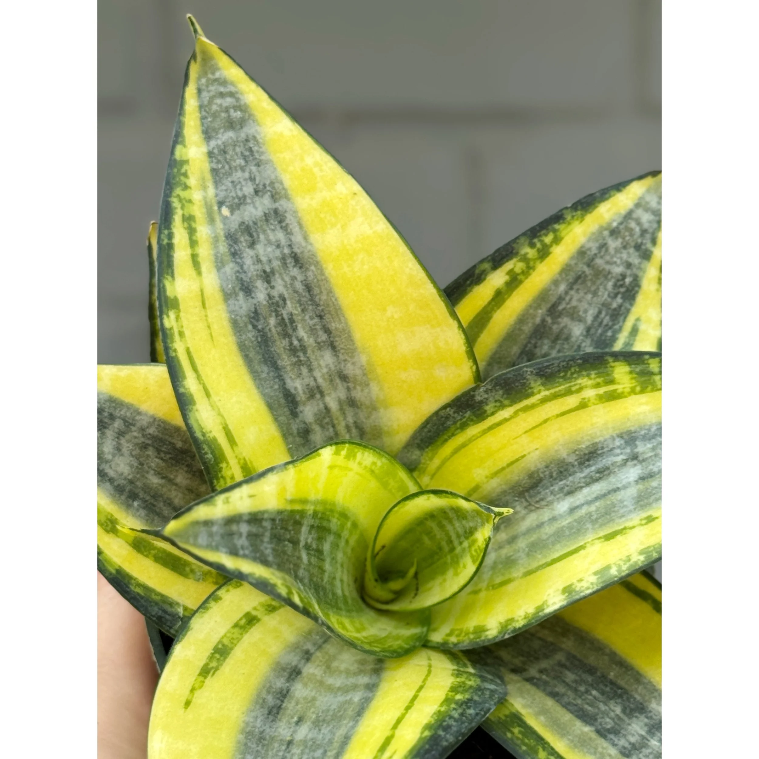 Sansevieria 'Sunny Star'