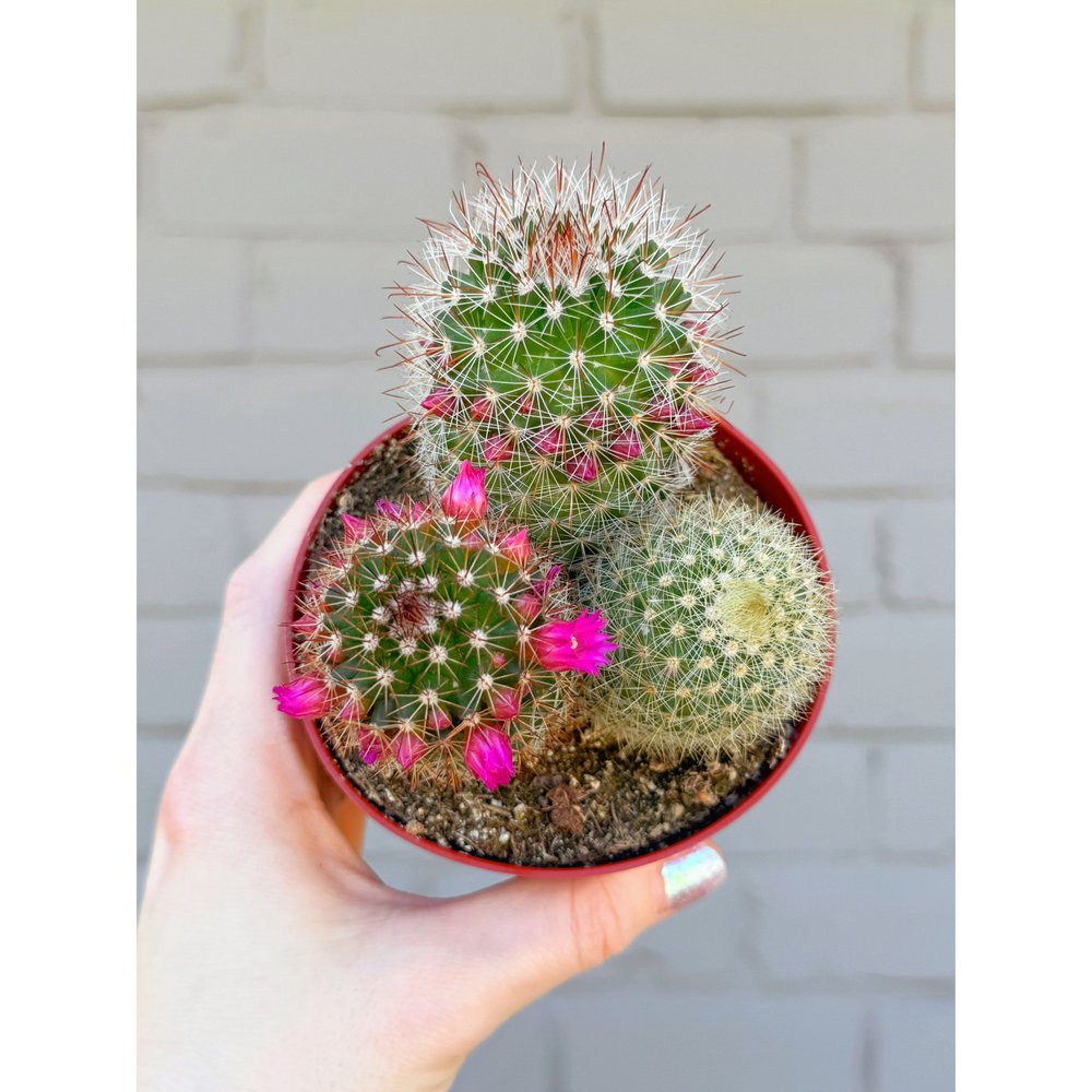 Mammillaria Spinosissima 'Pin Cushion Cactus'  Stayin' Alive Succulents