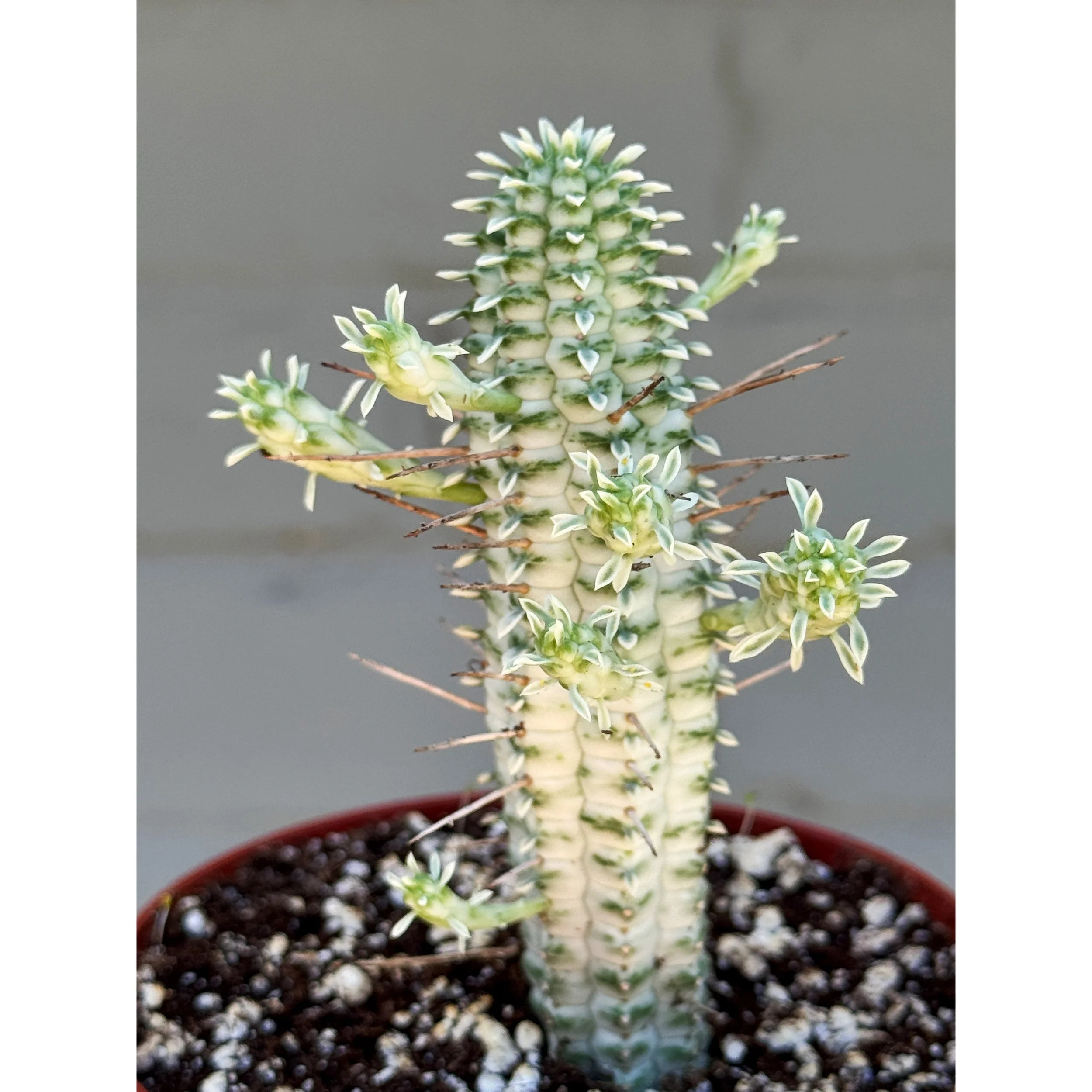 Euphorbia Mammillaris Variegata - Indian Corn Cob Cactus