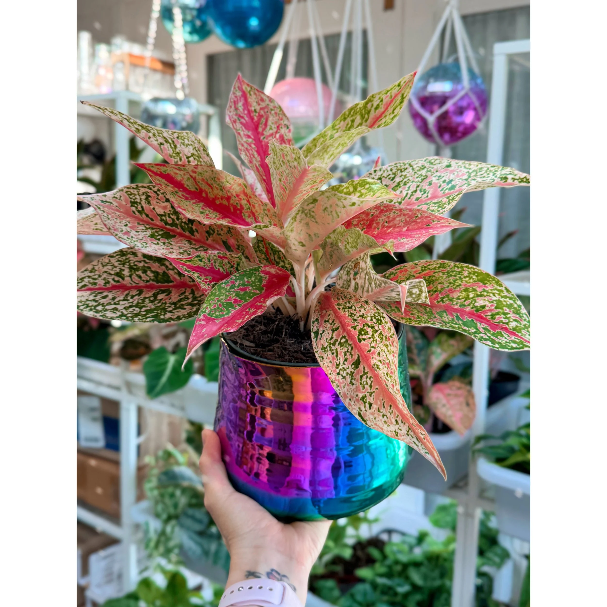 Aglaonema Hybrid 'Shining Star' in Tegan Rainbow Metallic Pot