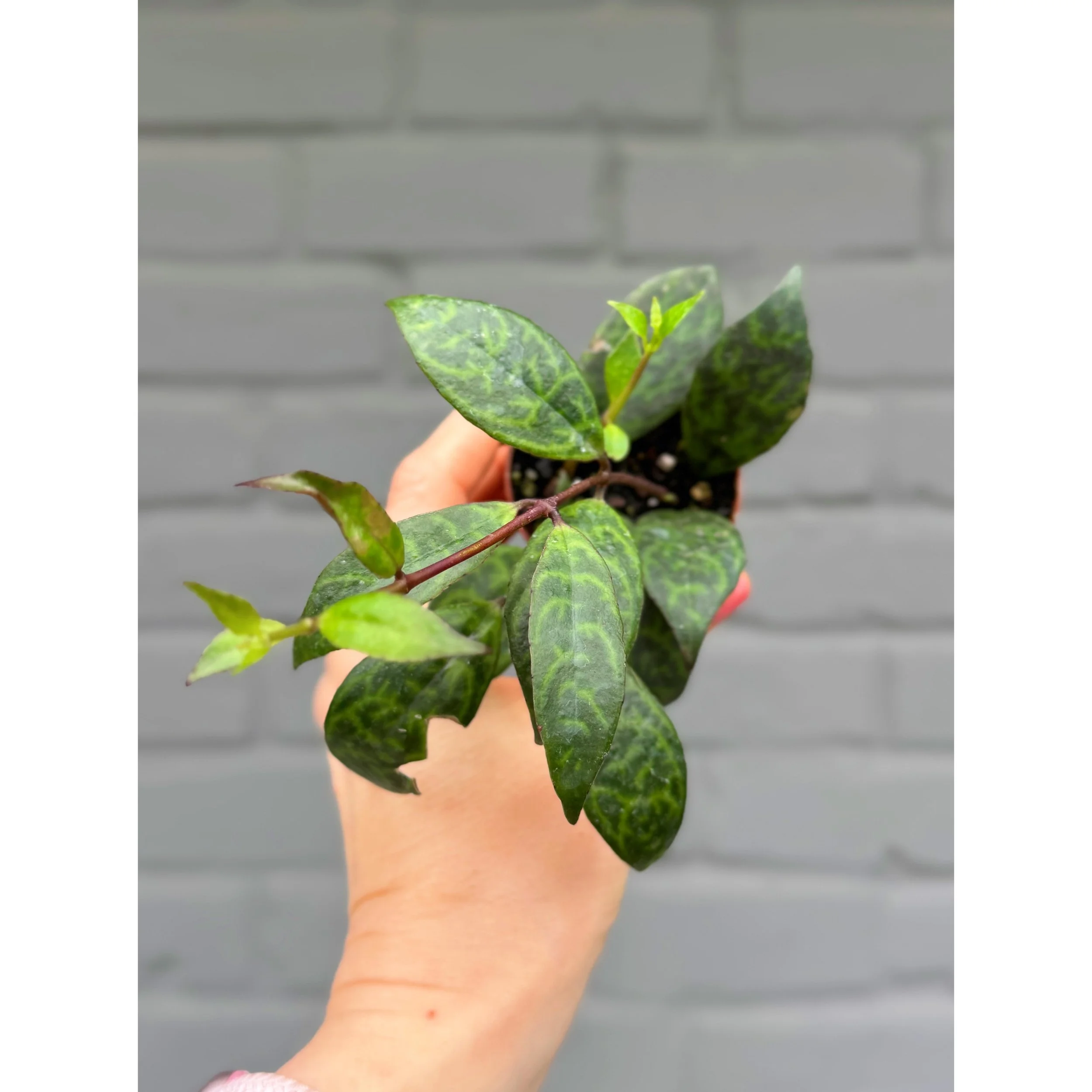 Aeschynanthus Lipstick 'Black Pagoda'