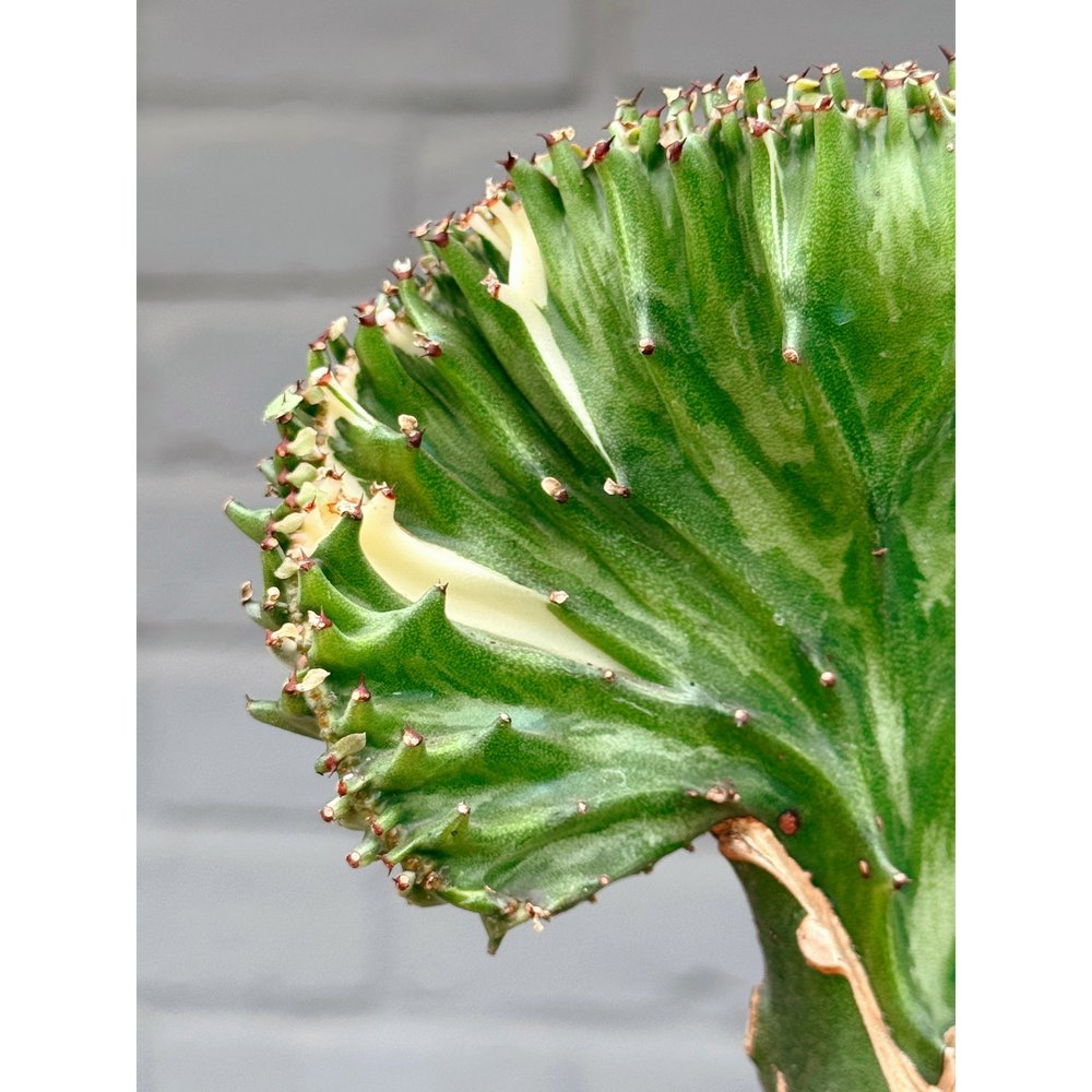 Grafted Coral Cactus 'Mermaid Tail' Green Variegated 6"  Stayin' Alive  Succulents