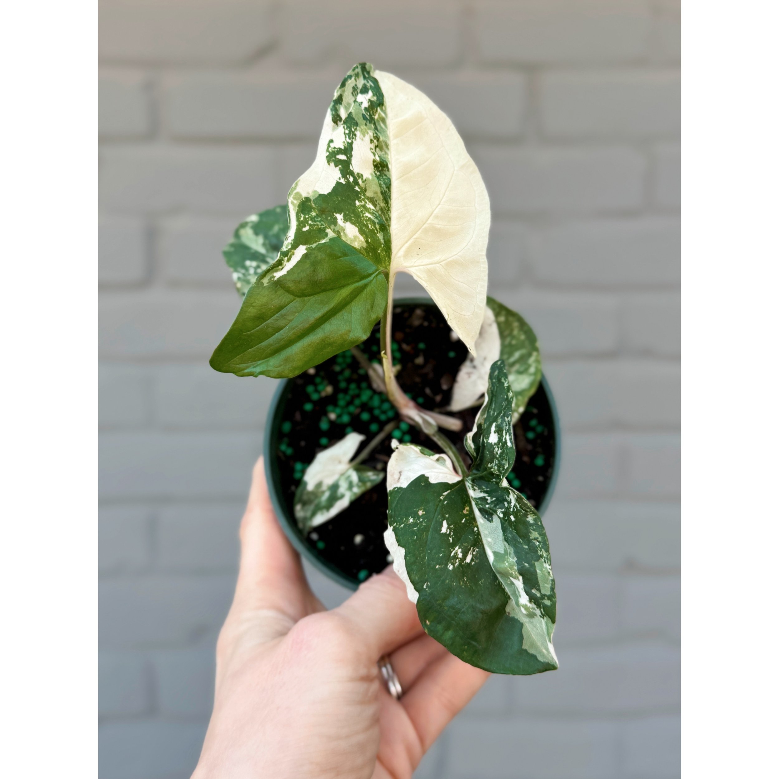 Syngonium Albo Variegated