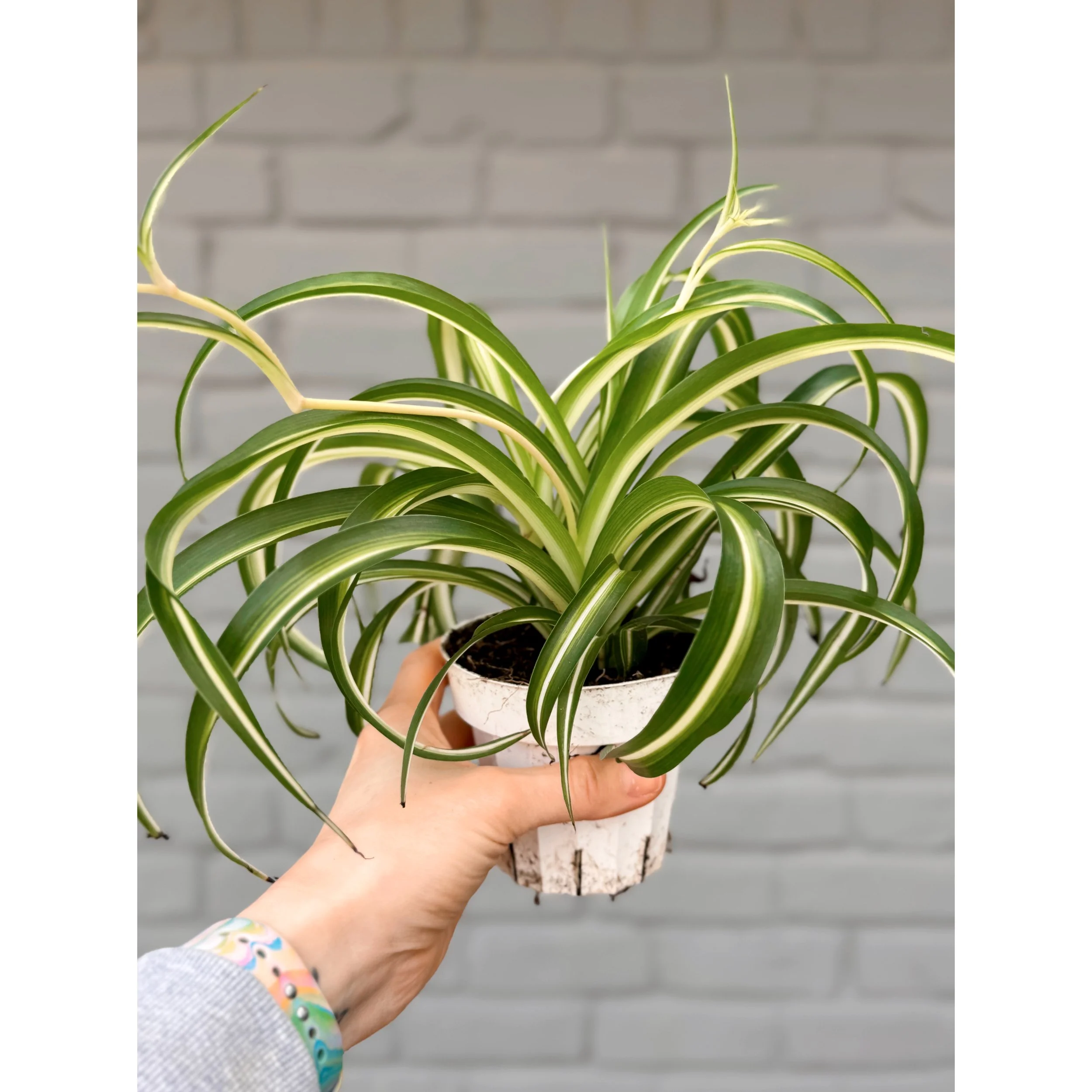 Variegated Curly Spider Plant 'Bonnie'