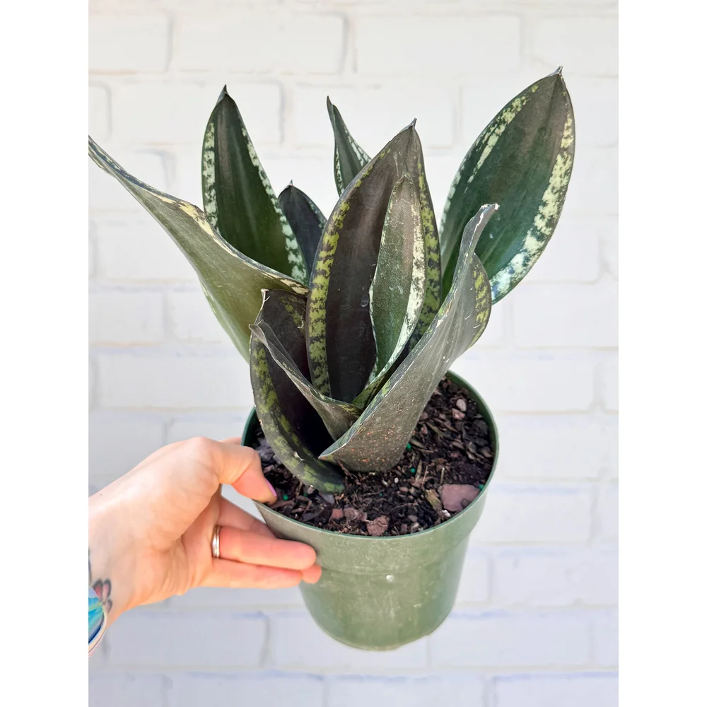 Sansevieria 'Whitney' 6"  Stayin' Alive Succulents