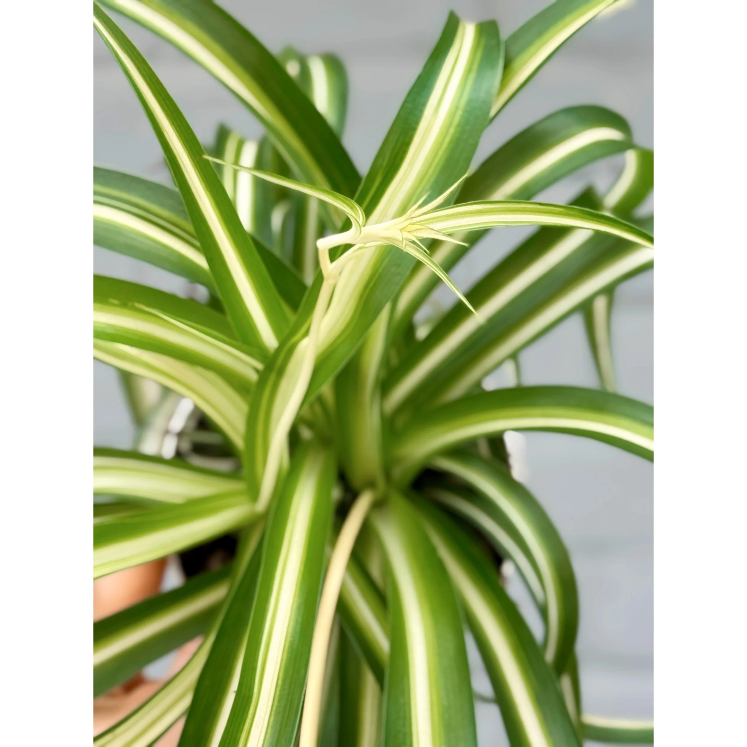 Variegated Curly Spider Plant 'Bonnie'