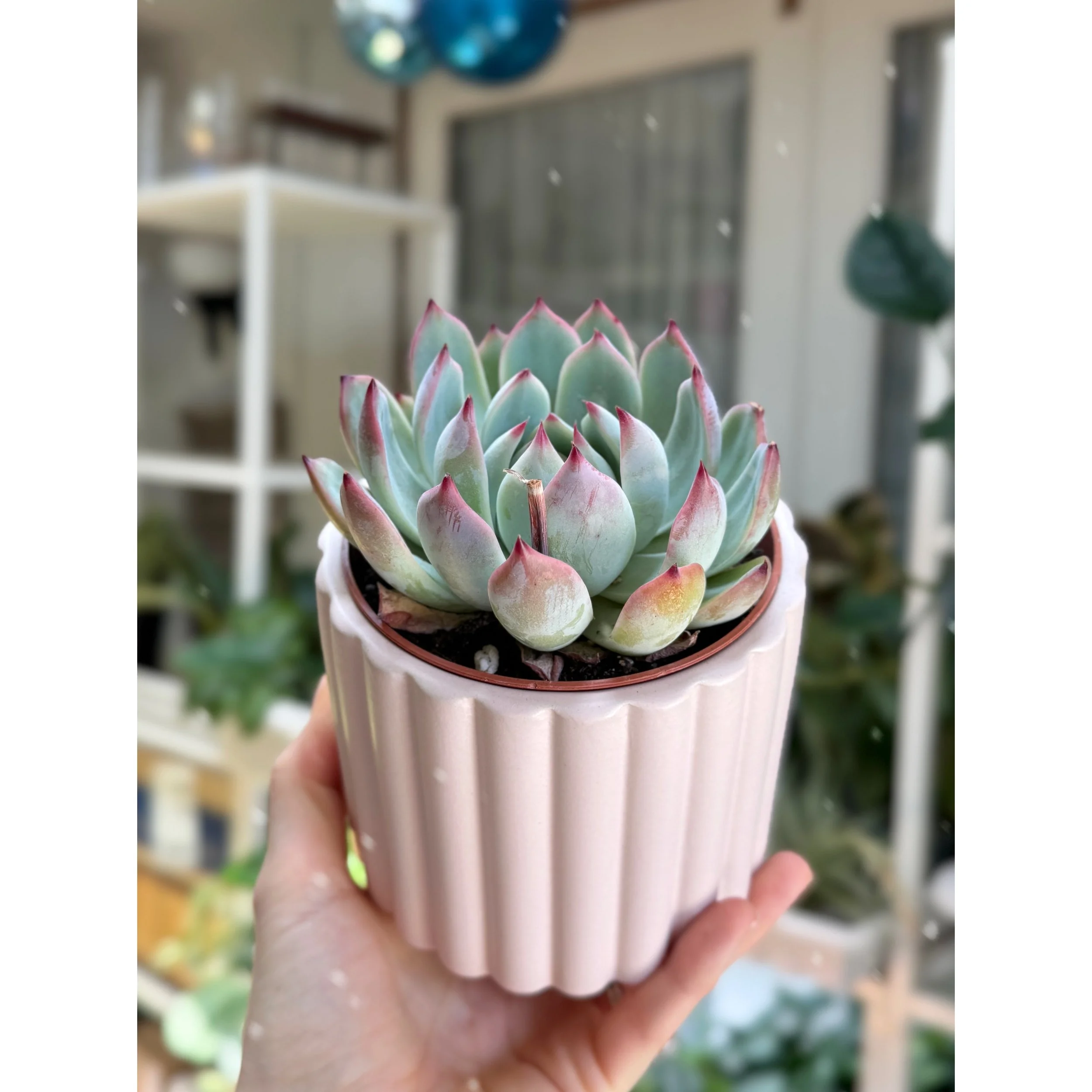 Echeveria 'Colorata' in Light Pink Fluted Pot