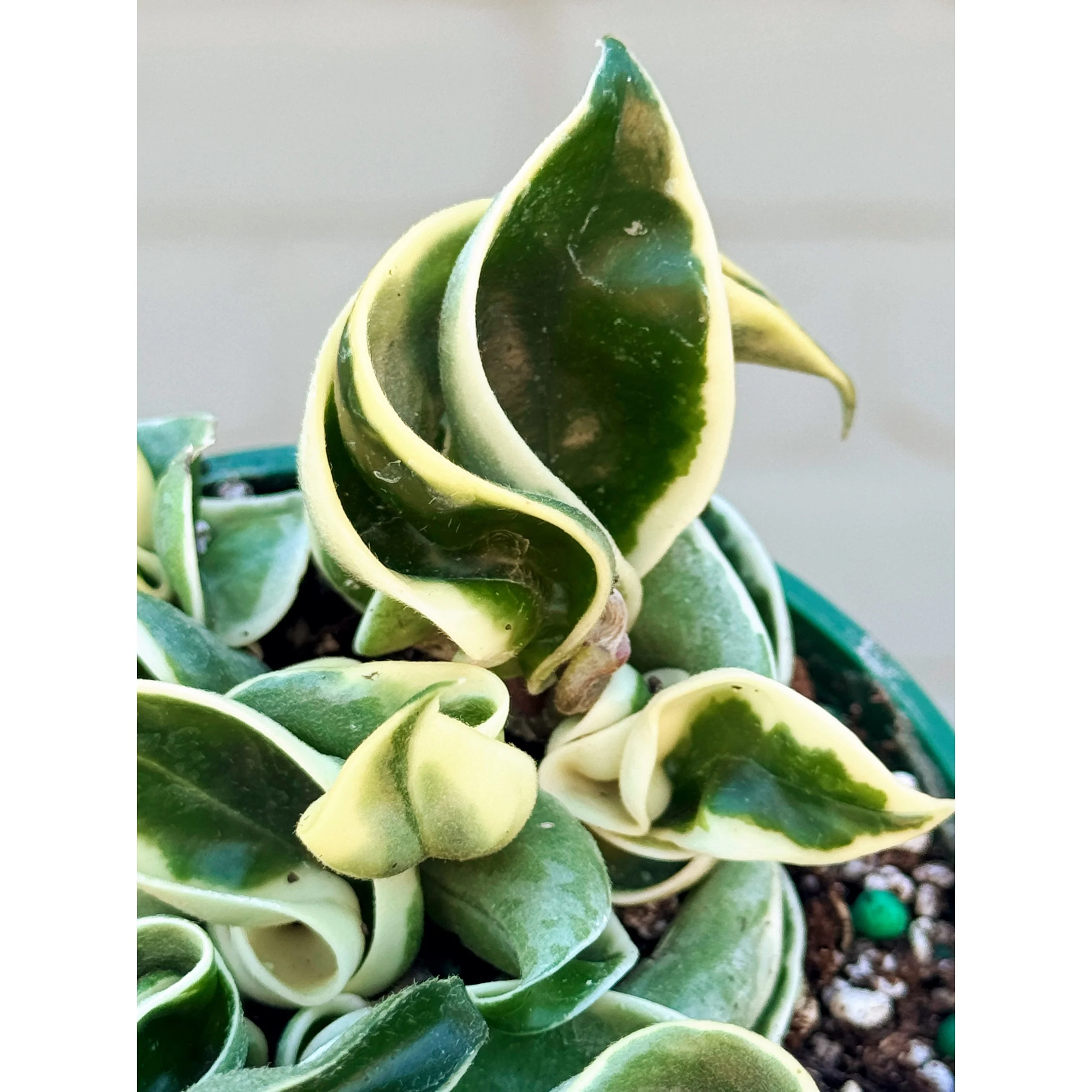 Hoya Carnosa Compacta 'Variegated Hindu Rope'