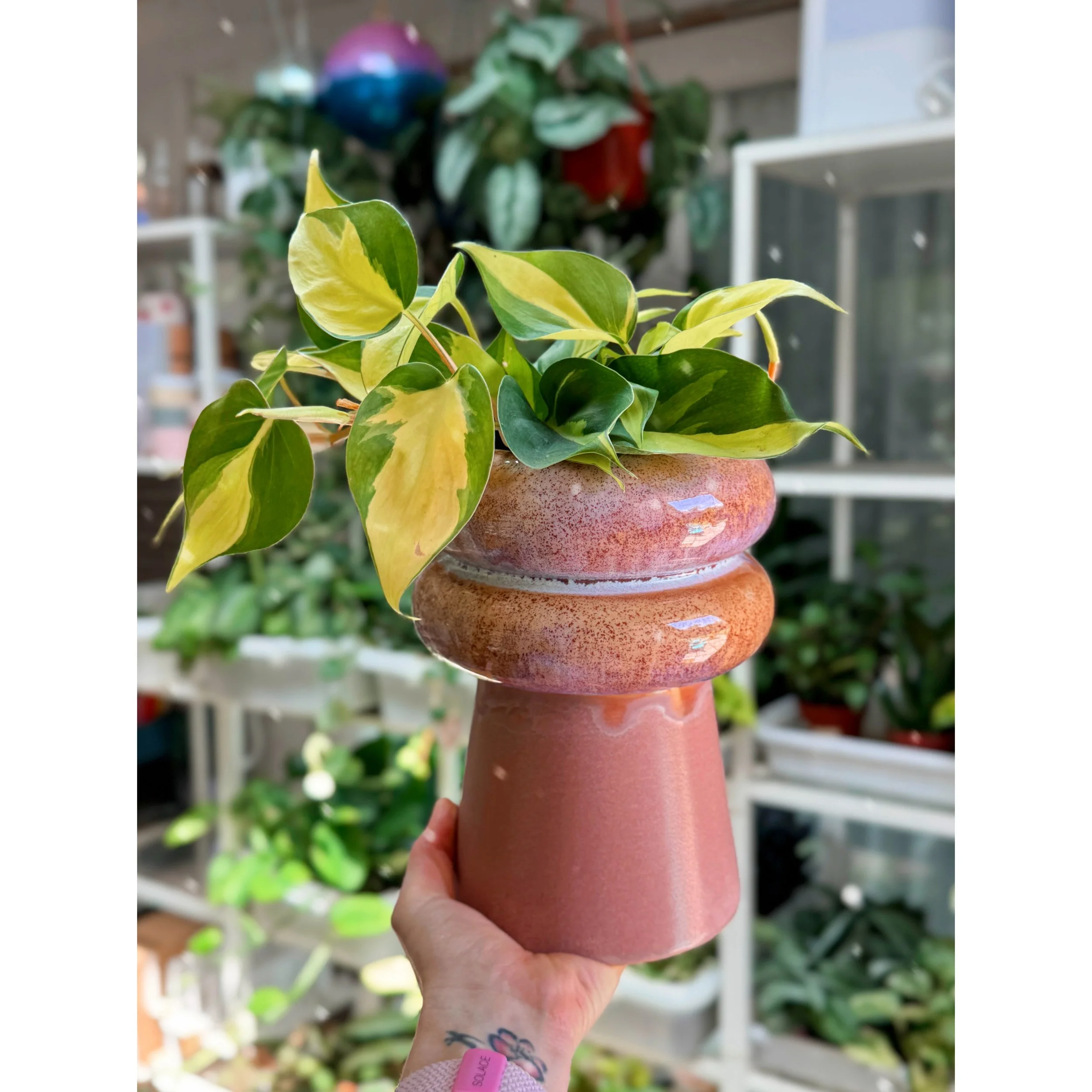 Philodendron Brasil with Lefkara Pedestal Pot