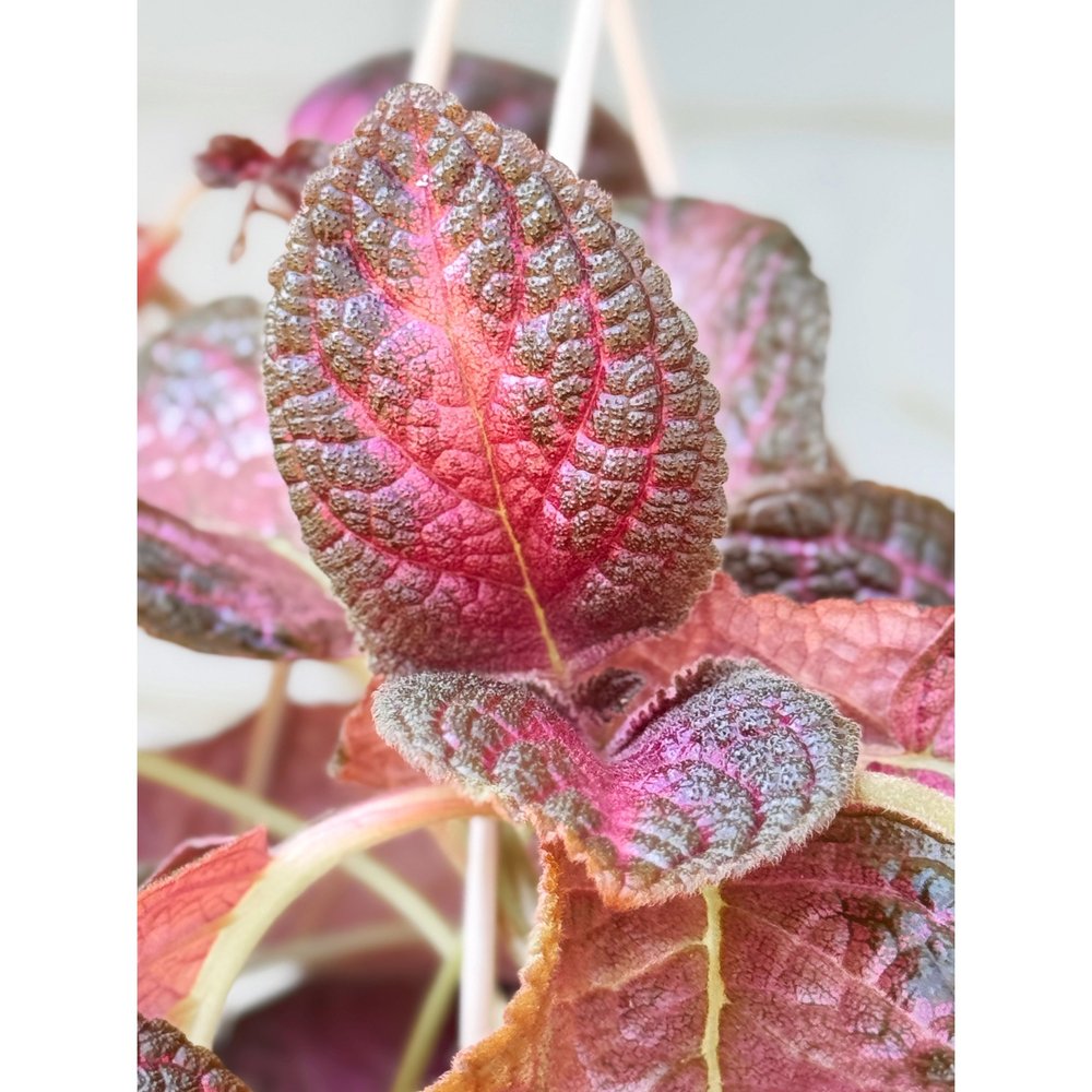 Episcia 'Purple Rain' 6