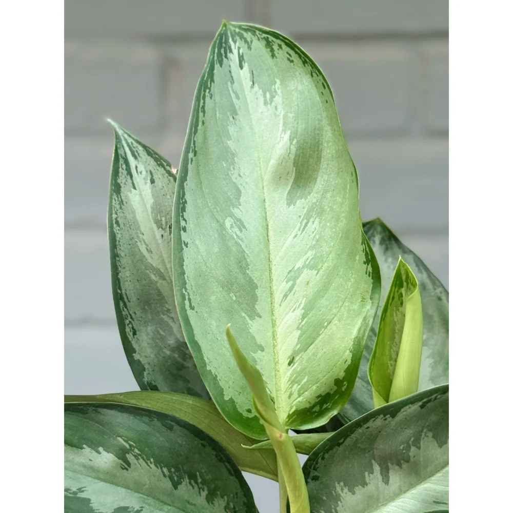 落葉樹 endoman. Aglaonema Hybrid 'Silverado' 6